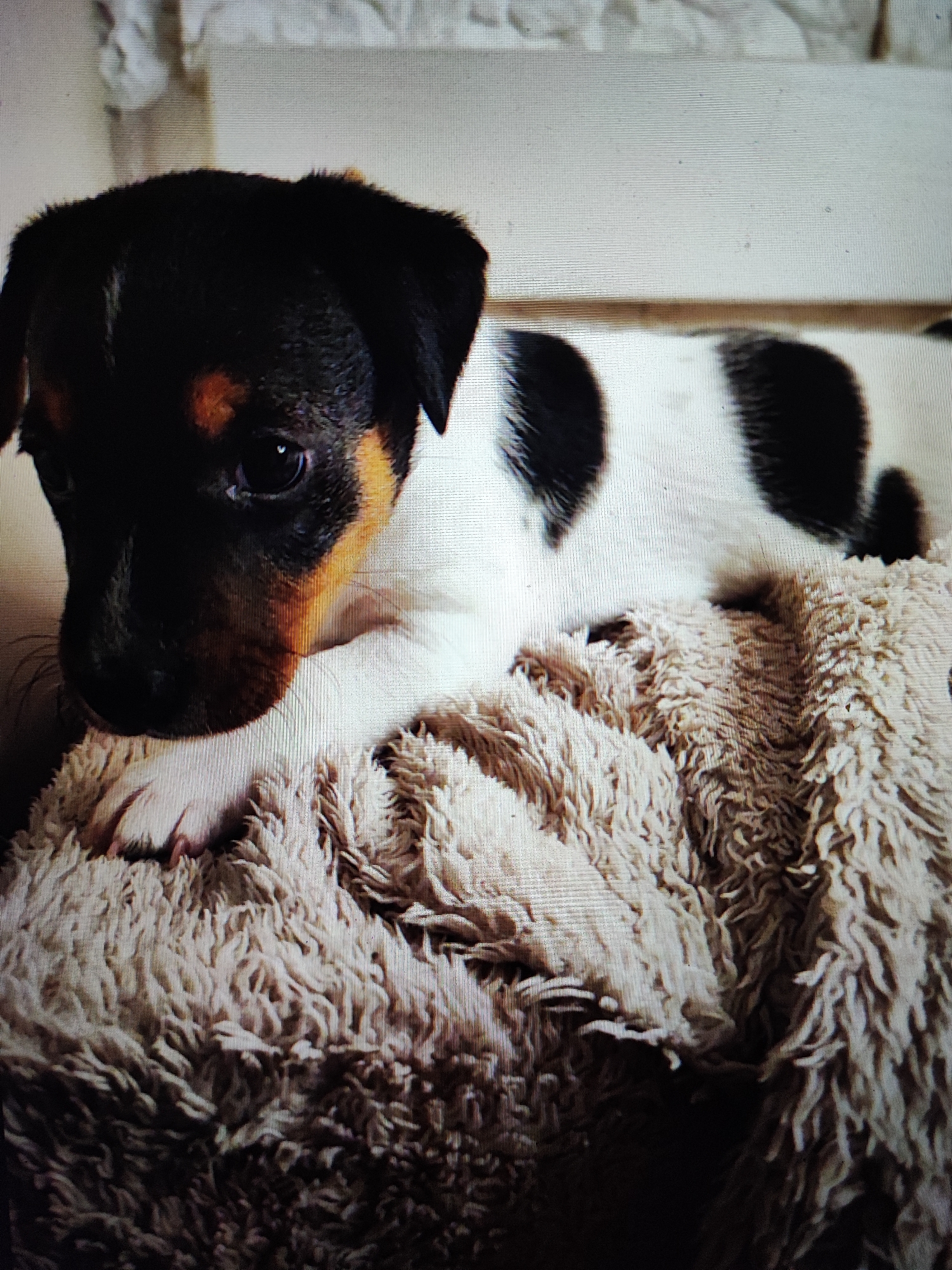A young dog with black, tan, and white fur rests on a fluffy beige blanket. The dog's head is turned to the left, with its right eye visible. The dog's front paws are nestled into the blanket. The background is blurred and appears to be a light-colored wall or piece of furniture.