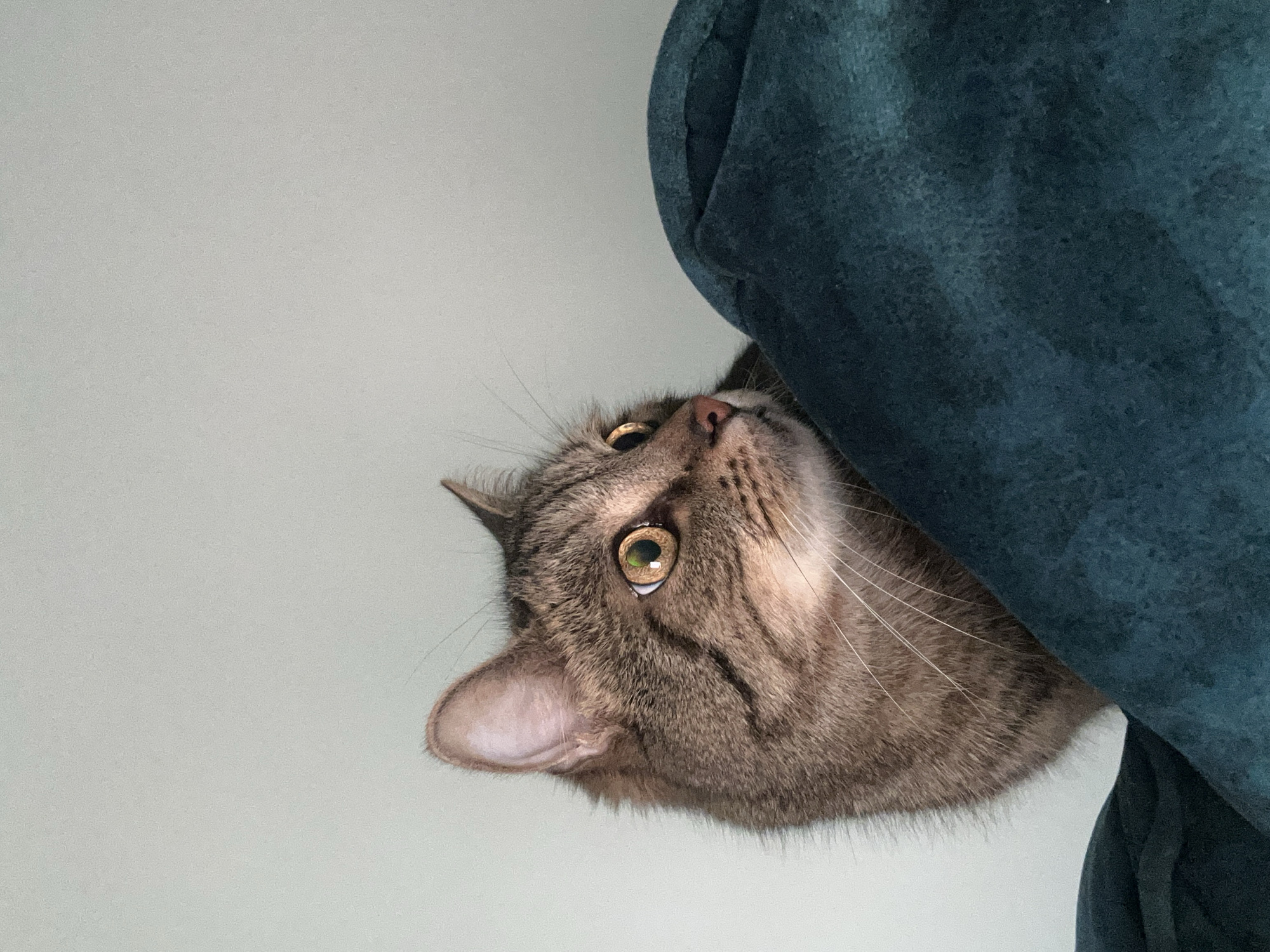 A close-up, tilted view features a tabby cat partially hidden behind a teal-colored, textured fabric, possibly upholstery. The cat's head is visible, tilted upwards with its golden-green eyes looking up and to the right. Its fur is brown and grey with dark stripes. The background is a plain, light grey wall. The setting is not identifiable as Varna, Bulgaria, without further information.