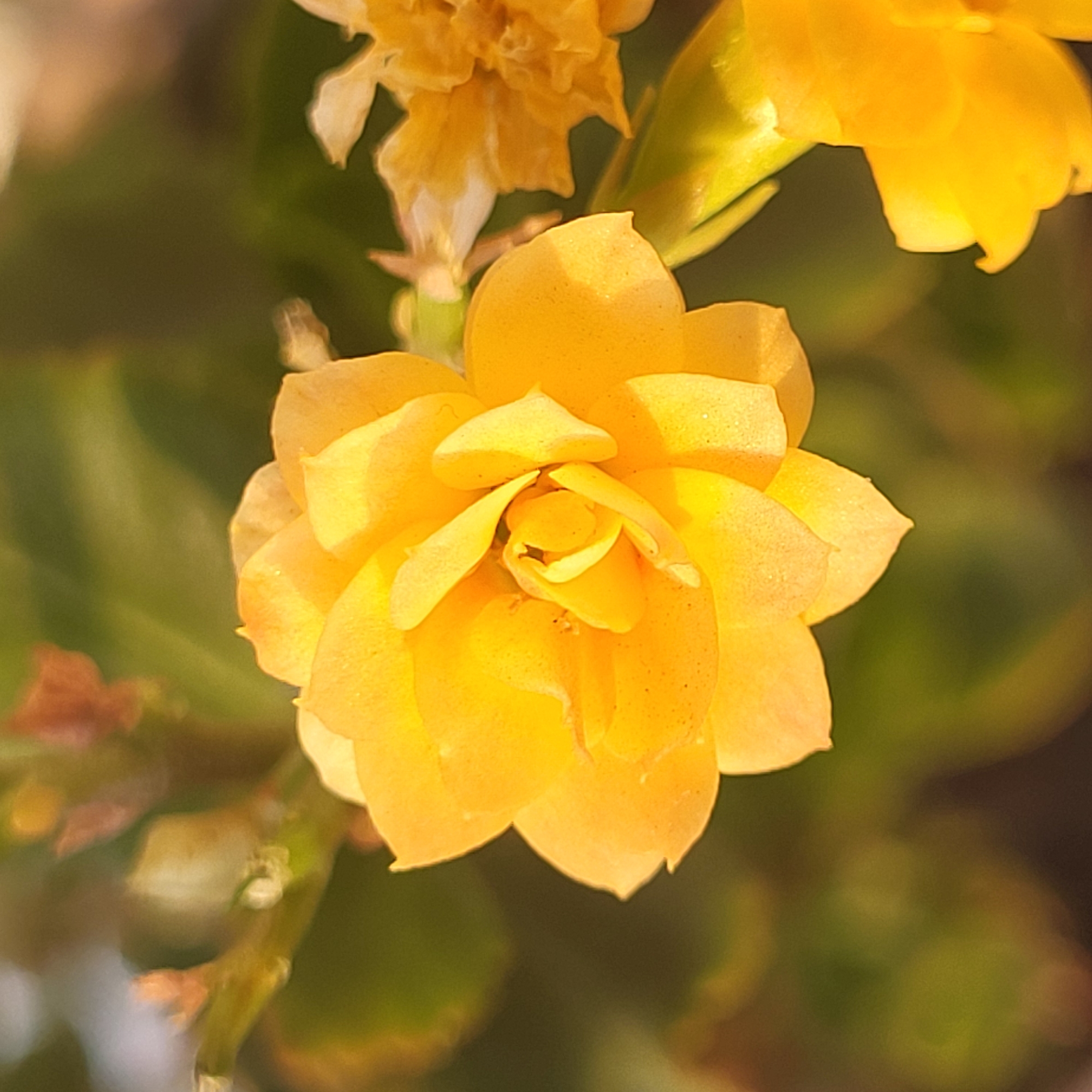 The image depicts a close-up of a vibrant yellow Kalanchoe blossfeldiana flower in bloom. The flower is the primary focus, displaying multiple layers of petals tightly arranged in a rosette form. Several other blurred flowers and green leaves create a soft, out-of-focus background. Given the ubiquity of this flower, there is no information to support the location being in Yerevan, Armenia, or any other specific place.