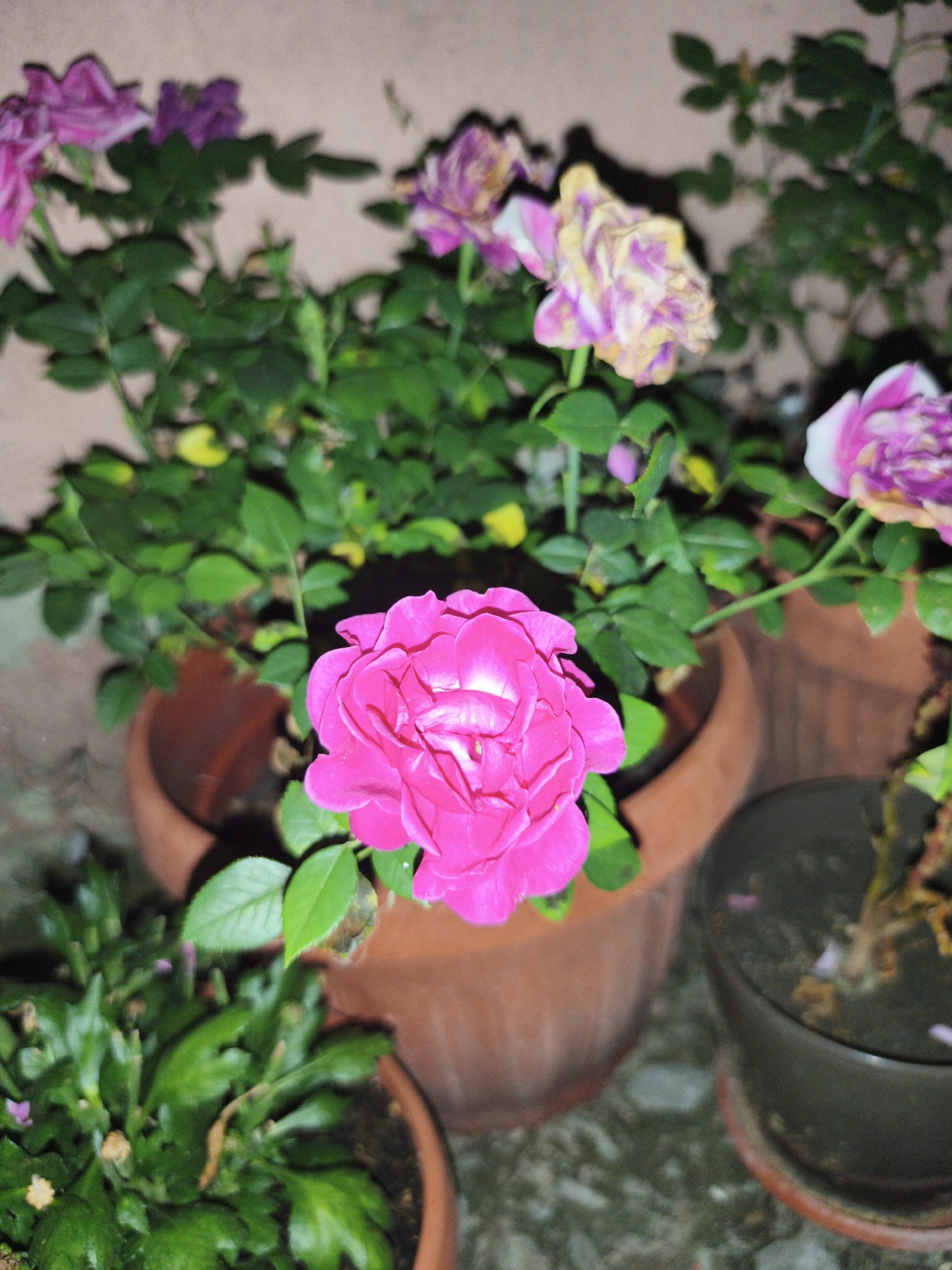 In Marinka, Bulgaria, a close-up shot focuses on several potted rose plants. A bright fuchsia rose is prominently displayed in the foreground, its petals tightly furled. To the left, another potted plant with green foliage and small buds is visible. In the background, several other rose bushes with blooms in shades of pink, purple, and yellow are situated in terra cotta pots. The scene appears to be outdoors, with a textured wall in the background.