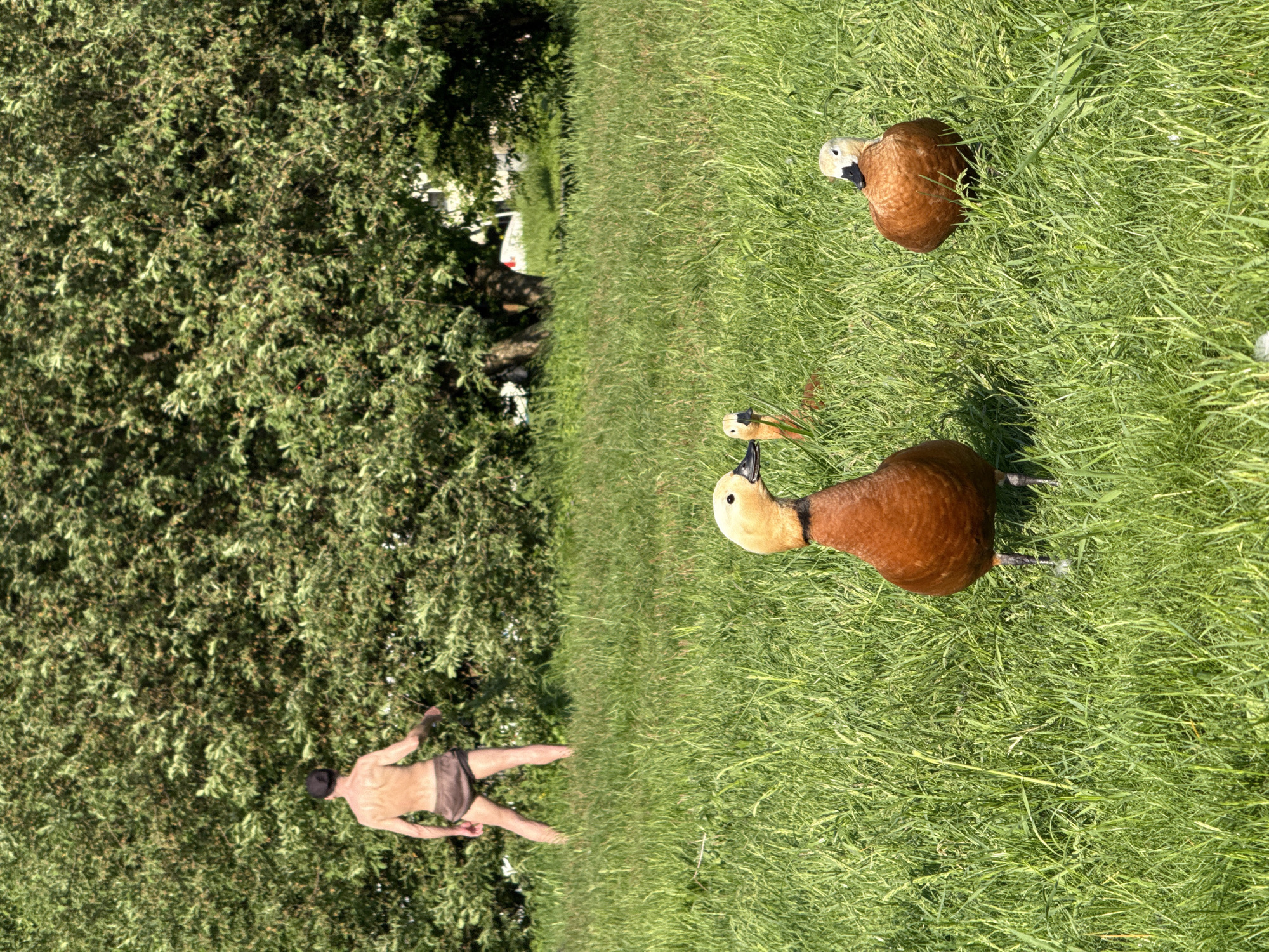 The scene, possibly located in Moscow, Russia, appears to be set in a grassy park or field adjacent to a dense tree line. Two Ruddy Shelduck ducks are positioned on the right side of the frame. Near the left edge of the image, a man wearing a dark-colored swimming suit is visible. The overall environment is sunny.