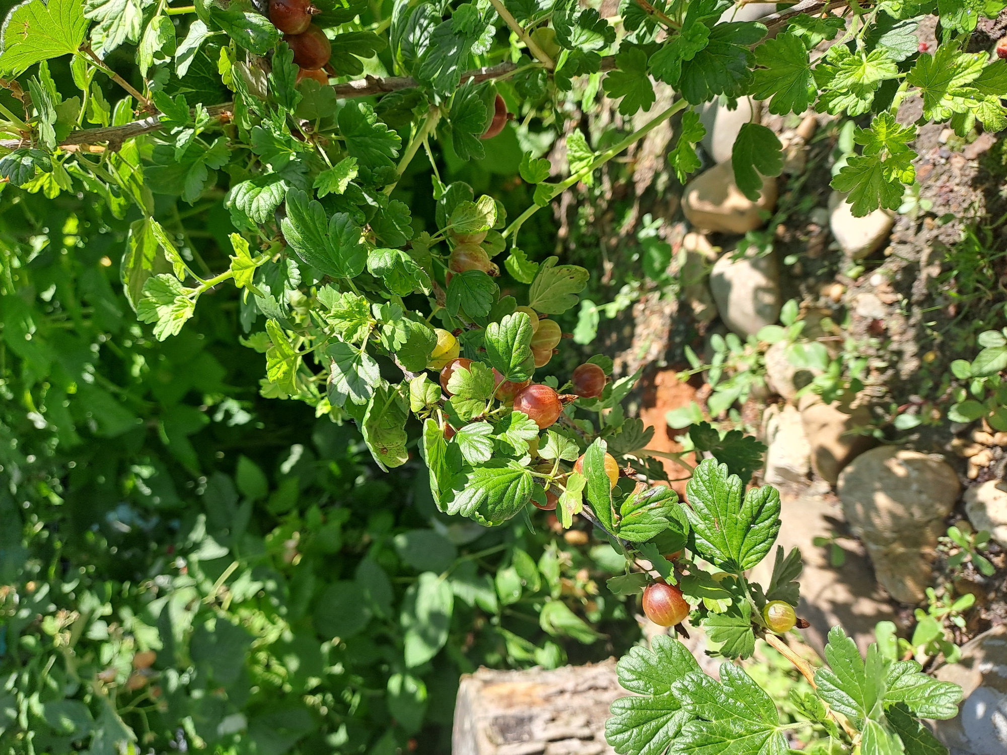 The image captures a close-up view of a gooseberry bush with ripe berries, located in Rogovskaya, Russia. The bush is characterized by its green, lobed leaves and the clusters of gooseberries, which range in color from red to a pale yellow-green. The berries are round and have a slightly translucent quality. Sunlight filters through the leaves, creating dappled patterns on the ground below.
The environment consists of a natural setting with the bush growing amongst other greenery, some of which is out of focus in the background, suggesting a garden or wild area. The ground is covered with soil, small stones, and some low-lying plants. In the left of the frame, a portion of a weathered, light-colored tree stump is visible, adding to the rustic feel of the scene. No people or animals are present in the image. The focus is clearly on the gooseberry bush and its fruit, with the surrounding elements serving as context for its natural habitat.