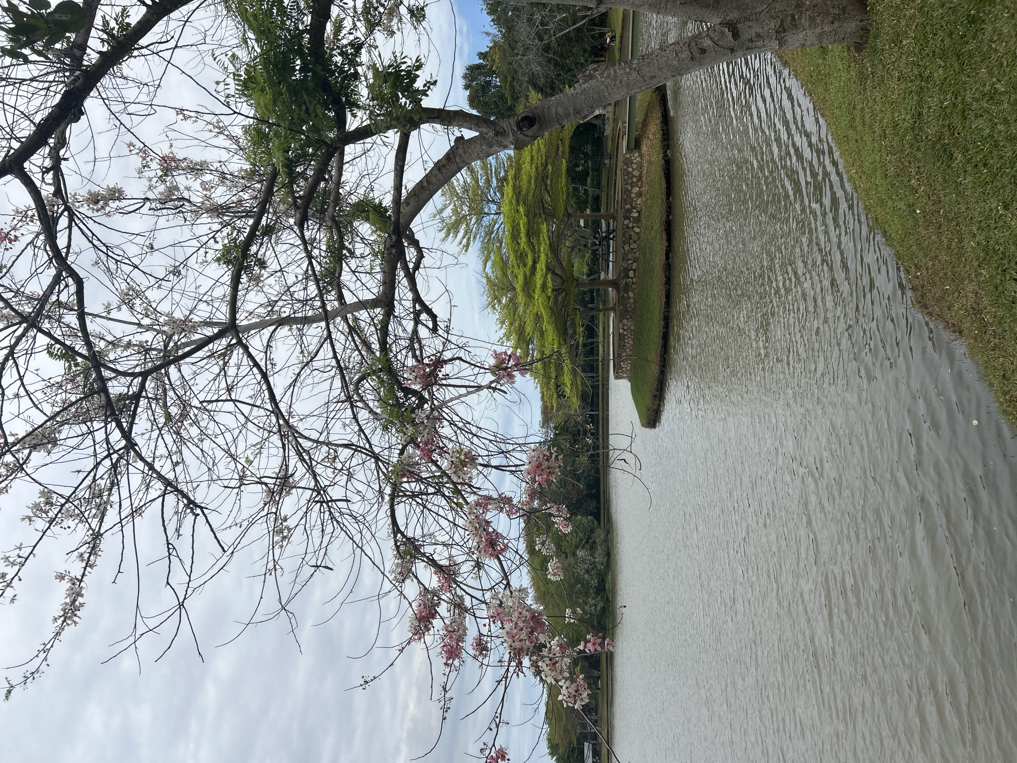 A serene lake scene unfolds under an overcast sky. In the foreground, the gnarled branches of a tree laden with delicate pink and white blossoms extend over the calm water. The lake's surface is a muted gray, reflecting the cloudy sky.
Dominating the mid-ground is a small, circular island, adorned with lush green trees that provide a vibrant contrast to the surrounding subdued colors. A stone-built embankment surrounds the island, and a picnic bench is visible, suggesting a place for rest and contemplation. A pedestrian bridge connects the island to the mainland.
The background reveals a dense line of trees, hinting at a larger natural expanse beyond the lake. The overall impression is one of tranquility and natural beauty, characteristic of a park or a landscaped garden in a city like Tanubada, Papua New Guinea, offering a peaceful escape from urban life.