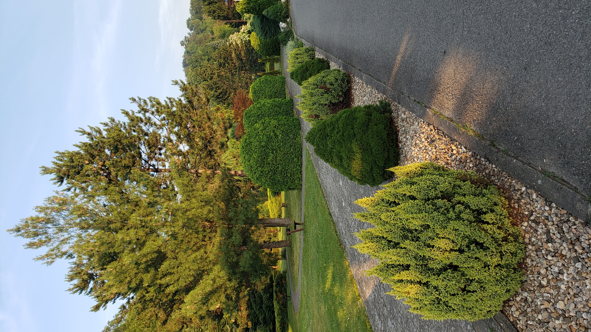 The image depicts a paved walkway lined with a variety of ornamental shrubs and trees in a park-like setting. In the foreground, a row of cone-shaped evergreen shrubs with yellowish-green foliage is planted in gravel. To the right, an asphalt road runs parallel to the walkway. Further into the park, there are large, rounded evergreen bushes, and several tall pine trees with distinct cones dominate the background. The scene is bathed in the warm light of what appears to be late afternoon or early morning, casting long shadows. The environment suggests a well-maintained public space, possibly a cemetery or a botanical garden. The location is identified as the Jarná cemetery in Prešov, Slovakia, indicated by the presence of benches and the formal arrangement of plants, characteristic of such memorial sites. No people are visible in the image.