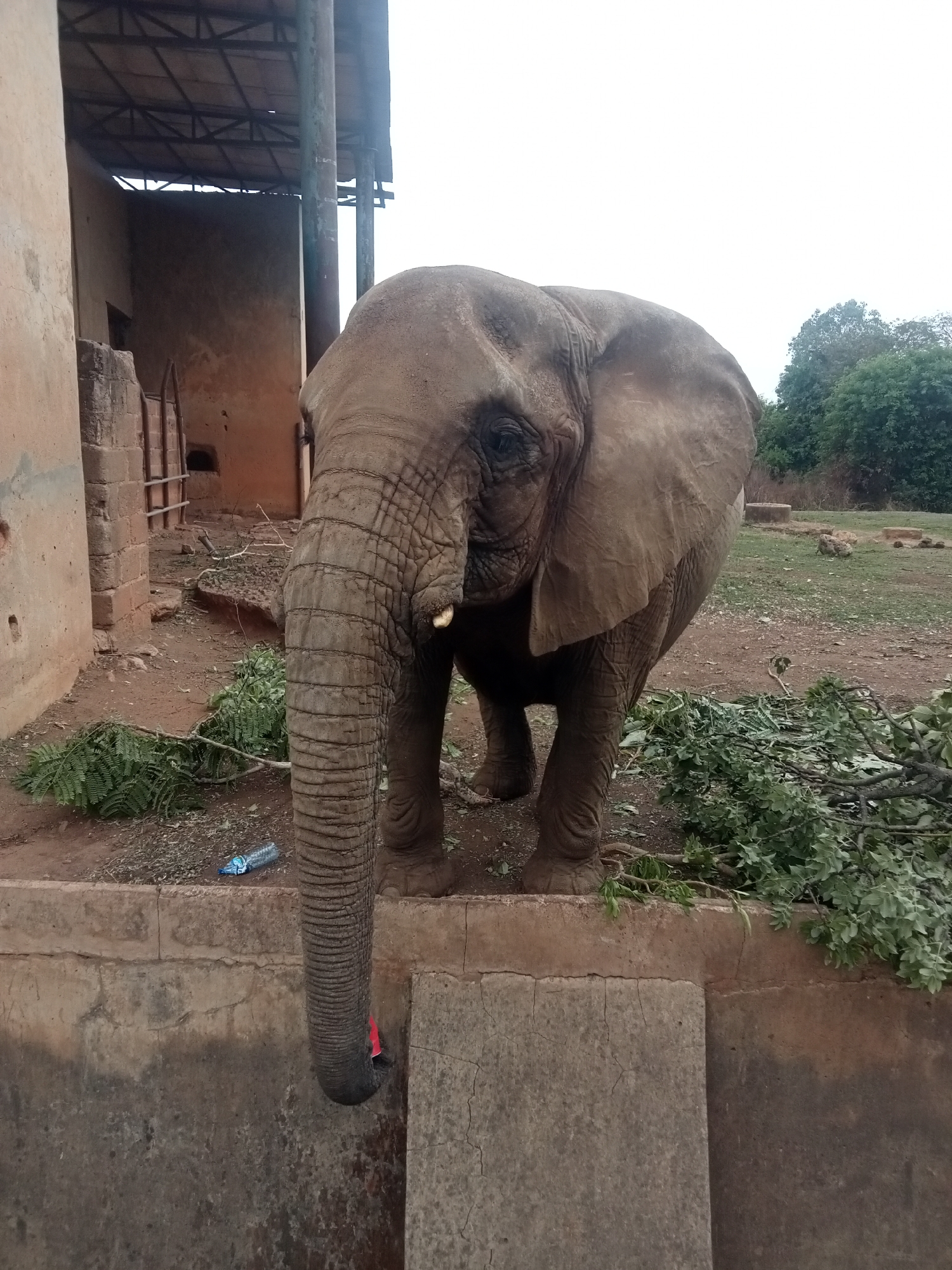 The image shows an African elephant standing near a concrete wall in what appears to be an enclosure. The elephant is facing the camera, with its trunk extended. There are branches and foliage scattered on the ground around the elephant. Behind the elephant is a partially visible building structure with a metal roof and some trees. A water bottle is on the ground near the elephant's feet. Based on the location information, it is in Jos, Nigeria, potentially at a wildlife park or zoo.