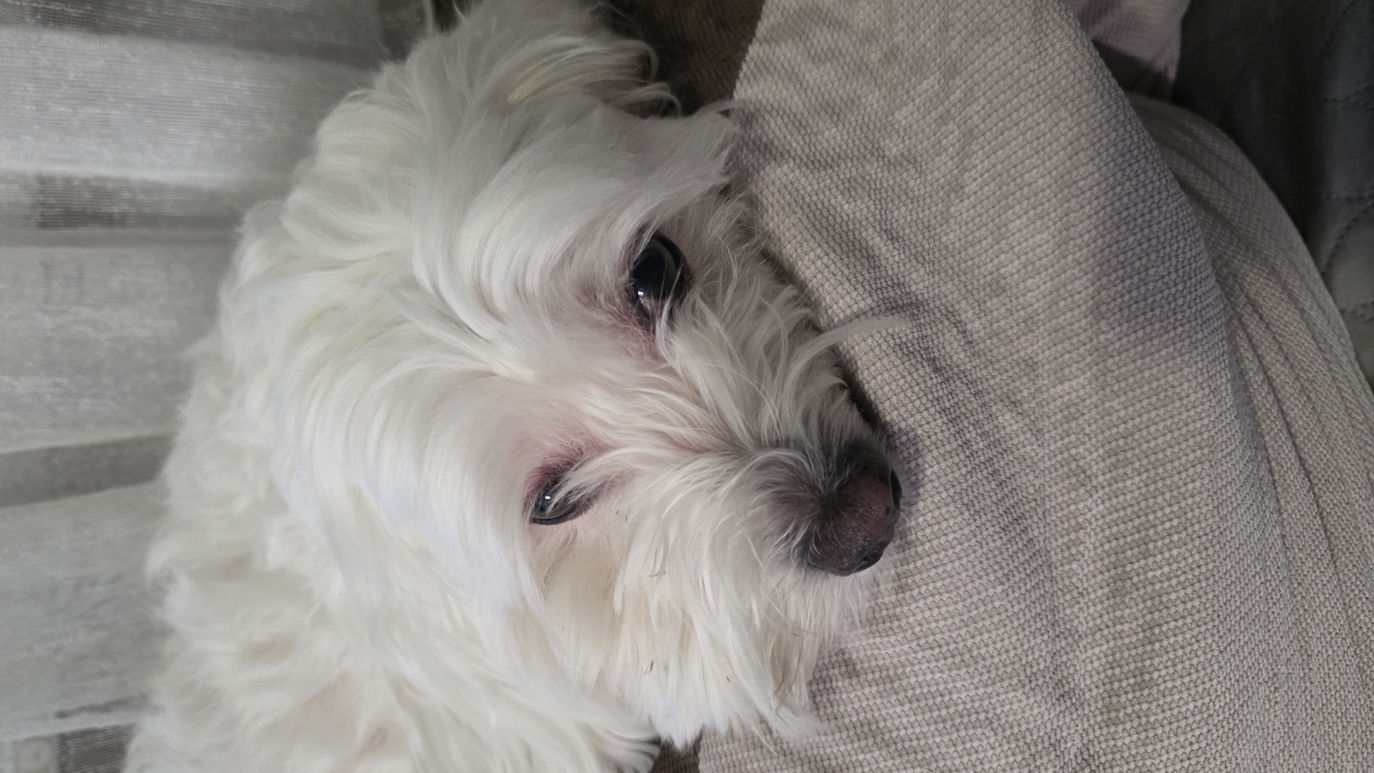 A small, white, fluffy dog is lying on a light grey, textured fabric surface. The dog is positioned with its head slightly tilted to the right. Its eyes are open and dark. The dog's nose is dark grey. The background includes what appears to be a partially visible window blind in the upper left corner. No people are visible in the image. The location is not possible to determine from the image, and therefore the city of Blagoevgrad, Bulgaria, is not able to be assessed.