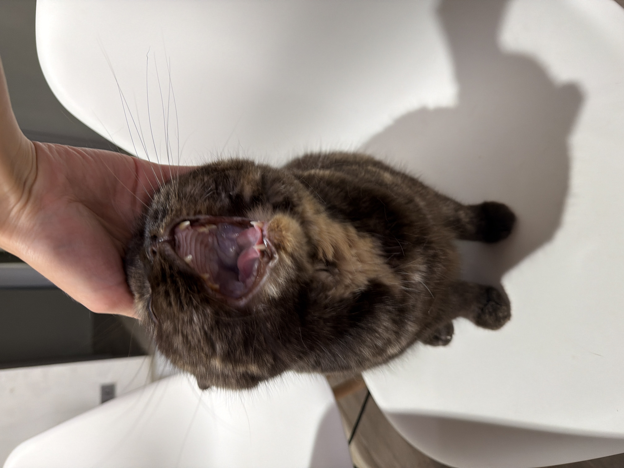 A close-up, high-angle shot captures a small, dark tabby cat being held by a human hand. The cat, exhibiting a dark brown and black fur with faint striped patterns, has its mouth wide open, revealing its tongue, palate, and small teeth, suggesting it is mid-yawn or vocalizing. Long, light-colored whiskers extend from its muzzle. A person's hand, with light skin, gently supports the cat's head. The cat rests on a bright white surface, likely a chair, which casts a clear shadow of the cat and the person's hand, indicating strong, directional lighting. The background is a soft, light, out-of-focus area. The scene is set indoors, presumably a home, during the daytime. No text is visible in the image. The location context for this media file is Chaikovsky, Russia.