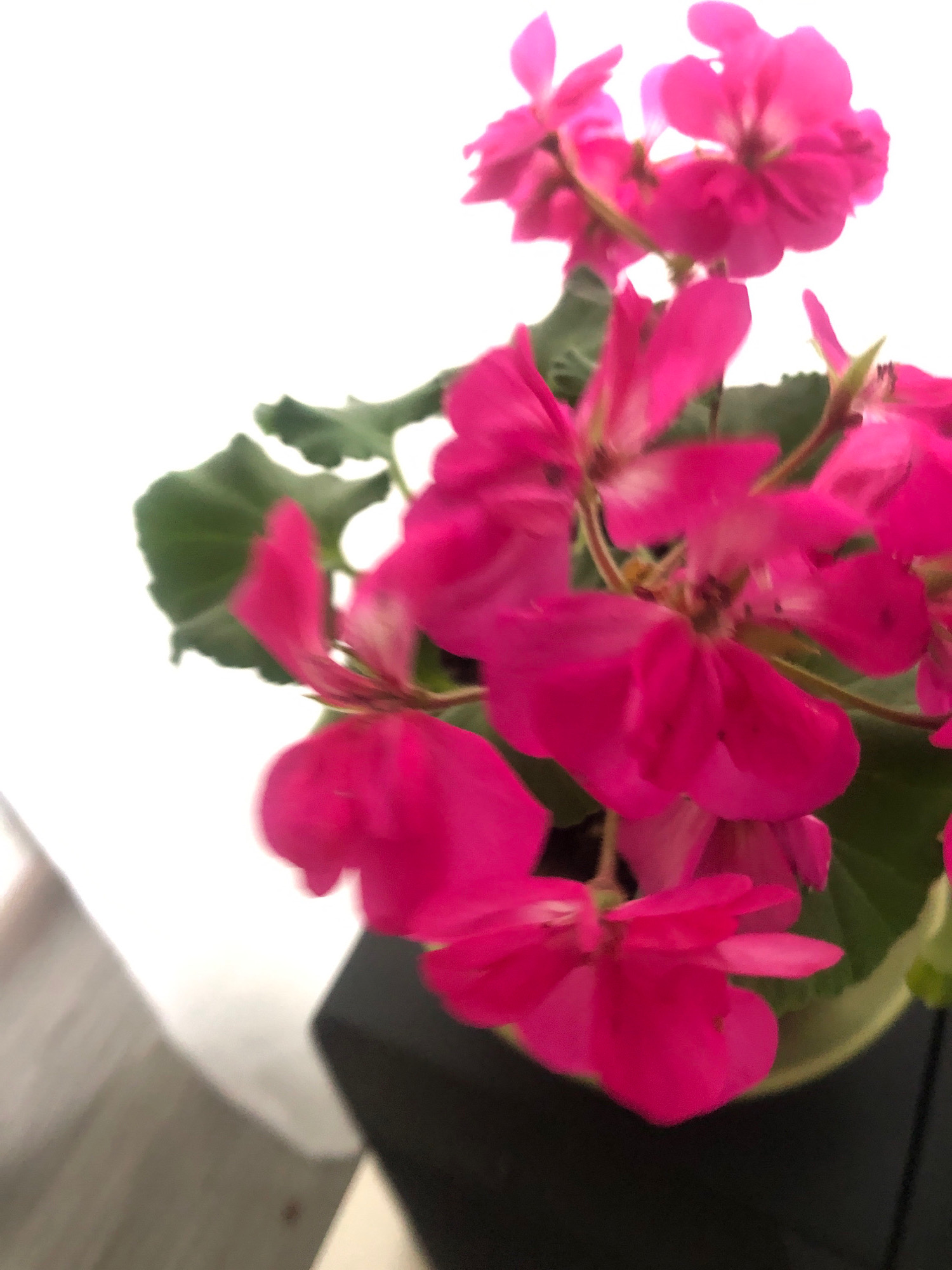 The image shows a close-up of vibrant pink flowers, likely geraniums, in a pot. The flowers are the primary focus, with their petals appearing soft and delicate. Some green leaves are visible, providing a contrast to the bright blooms. The background is largely white, suggesting an indoor setting or a bright, overcast day. A portion of a dark pot and a blurred surface, possibly furniture, are visible at the bottom. There are no people or animals present in the image. The scene does not provide any specific information or context that could link it to the city of Arfa, Russia.