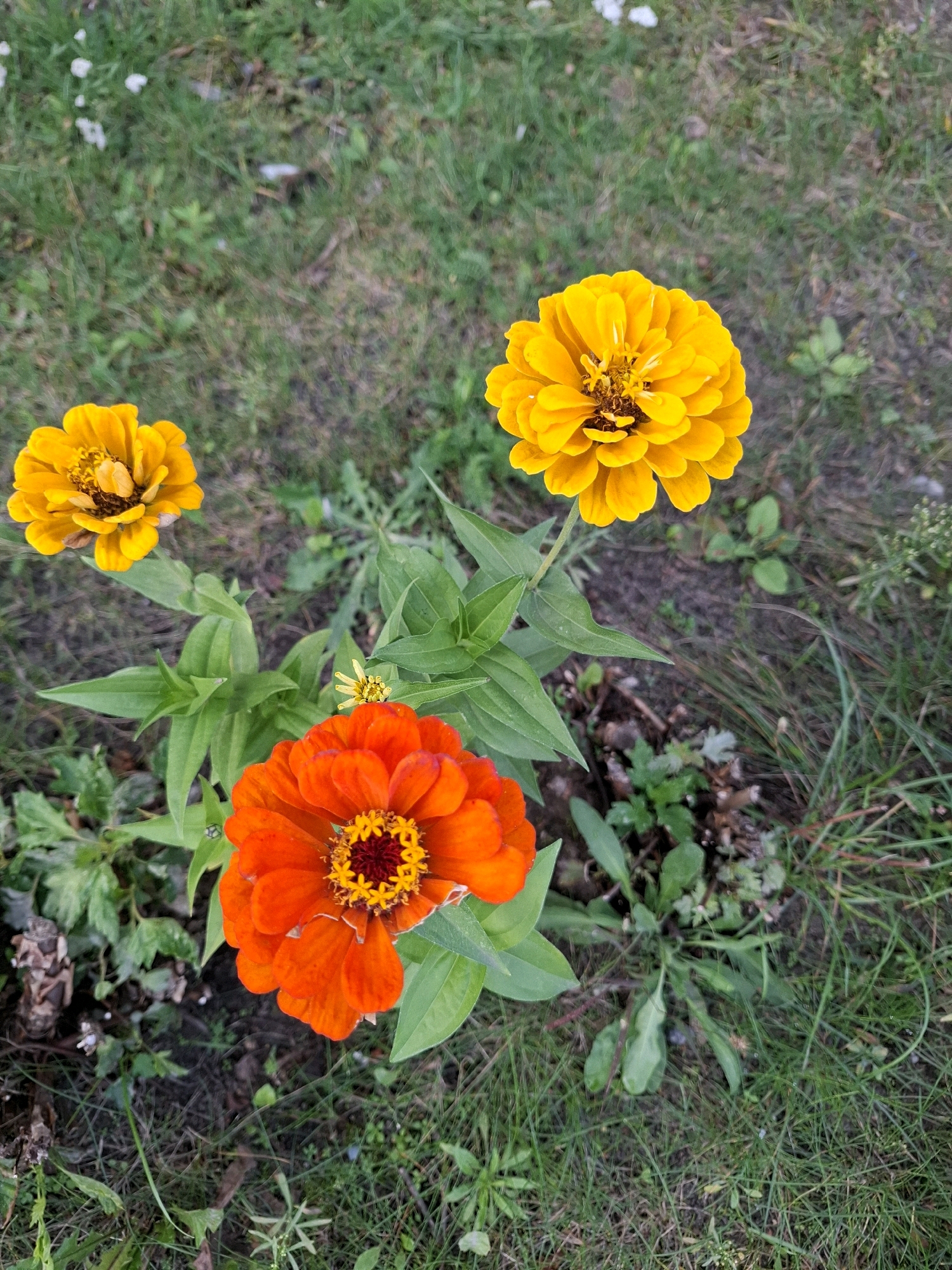 An overhead shot shows three zinnia flowers in a grassy area. One large orange zinnia is in the foreground at the bottom left. To its upper right is a large yellow zinnia. To the upper left of the orange zinnia is a smaller yellow zinnia. All three flowers are in bloom. The ground is covered in green grass and brown dirt.