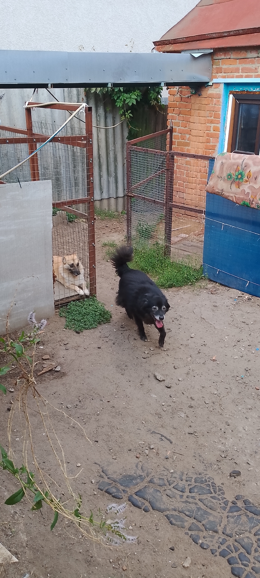 In an outdoor yard, two dogs are present. A light brown dog is lying down inside a wire enclosure. A black dog with a bushy tail is standing outside the enclosure, facing towards the right side of the frame, with its tongue hanging out. The ground is dirt and gravel, with some green vegetation. In the background, there are brick buildings, fences, and corrugated metal structures, consistent with a residential or utility area in Belgorod, Russia. The scene appears to be an ordinary domestic setting.