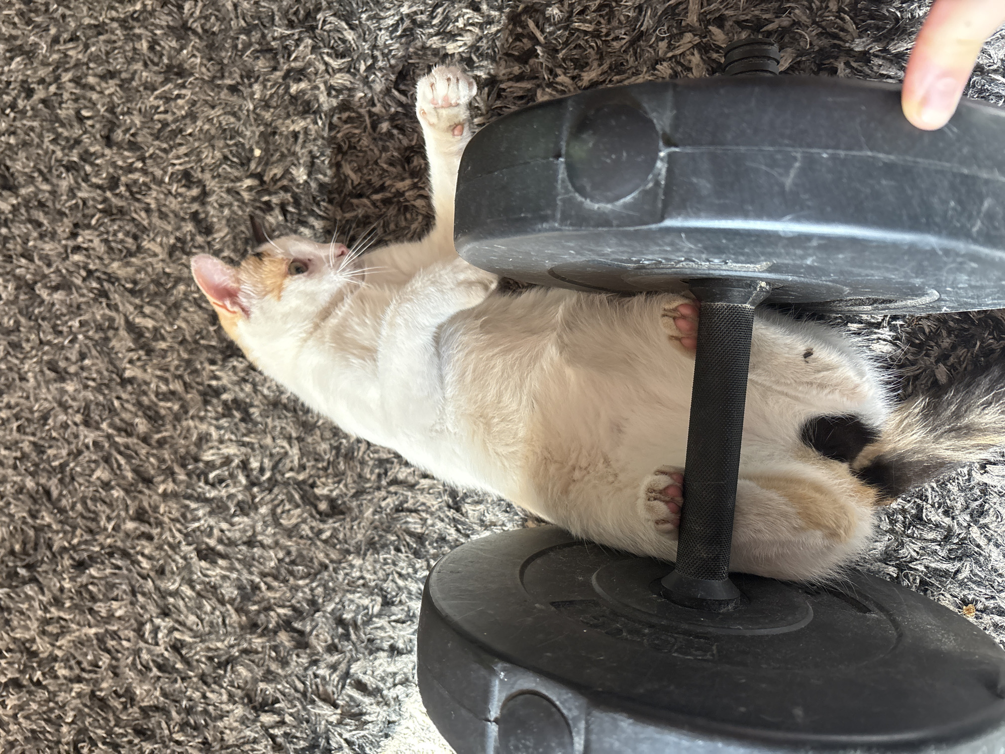 A calico cat is lying on a grey shag carpet, positioned between two black weight plates. The cat's hind legs are resting on the bar of a dumbbell, and its front paws are extended forward. The cat's body is mostly white with patches of orange and black. The scene appears to be indoors, in a domestic setting. There is no indication of the location being in Vladaya, Bulgaria.