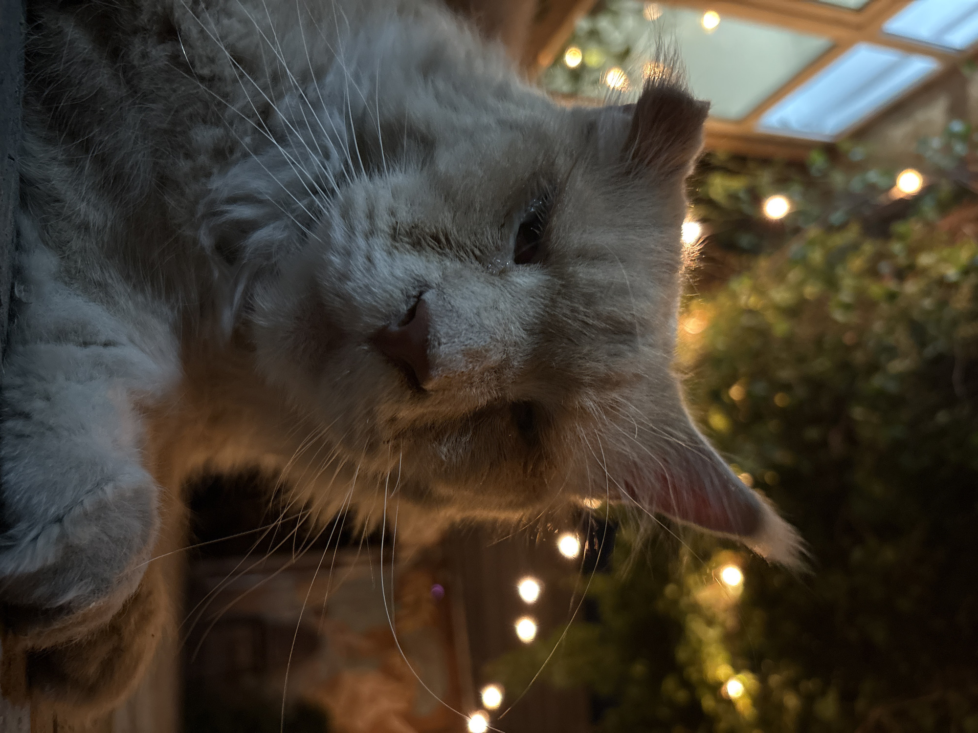 A low-angle, close-up shot features a light-colored cat with long fur resting outdoors at night. The cat's eyes are partially closed, and its ears are perked up. The background is blurred, with visible bokeh from string lights and foliage. A large window with a wooden frame is also discernible in the upper left portion of the image. The scene is not identifiable as being in Almaty, Kazakhstan.
