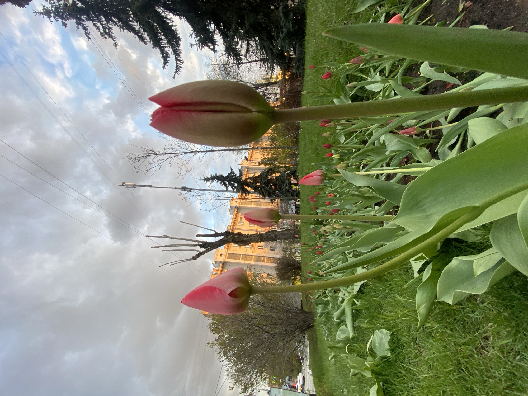 The image captures an urban garden scene in Moscow, Russia, featuring a vibrant display of pink tulip buds and emerging flowers. The perspective is low-angle, looking up towards the sky and background elements.
In the immediate foreground and midground, several prominent pink tulip buds are visible, some just beginning to unfurl their petals, standing tall on green stalks. They are surrounded by lush green grass and the broad, smooth leaves characteristic of tulips. More tulip plants, some still tightly budded, extend into the distance along a garden bed to the right, indicating a larger planting area.
The background reveals a mix of natural and architectural elements. On the left, dark green coniferous trees with dense foliage frame the upper left corner. Towards the center-left, a bare deciduous tree with distinct, gnarled branches reaches upwards. Further back, a large, light-colored building with multiple windows, possibly beige or pale yellow, stands prominently, suggesting a city street or boulevard. Utility lines crisscross the cloudy sky above. Another deciduous tree with some new green growth is visible in the lower background, and a small, white vehicle is partially seen on a street in the far left.
The weather appears to be overcast with scattered clouds, though patches of lighter sky, possibly blue, are visible. The lighting is soft and diffused, suggesting daytime, possibly late afternoon, rather than harsh midday sun. No specific activity is depicted, but the scene evokes a sense of spring or early summer bloom in a city environment. There is no visible text in the image.