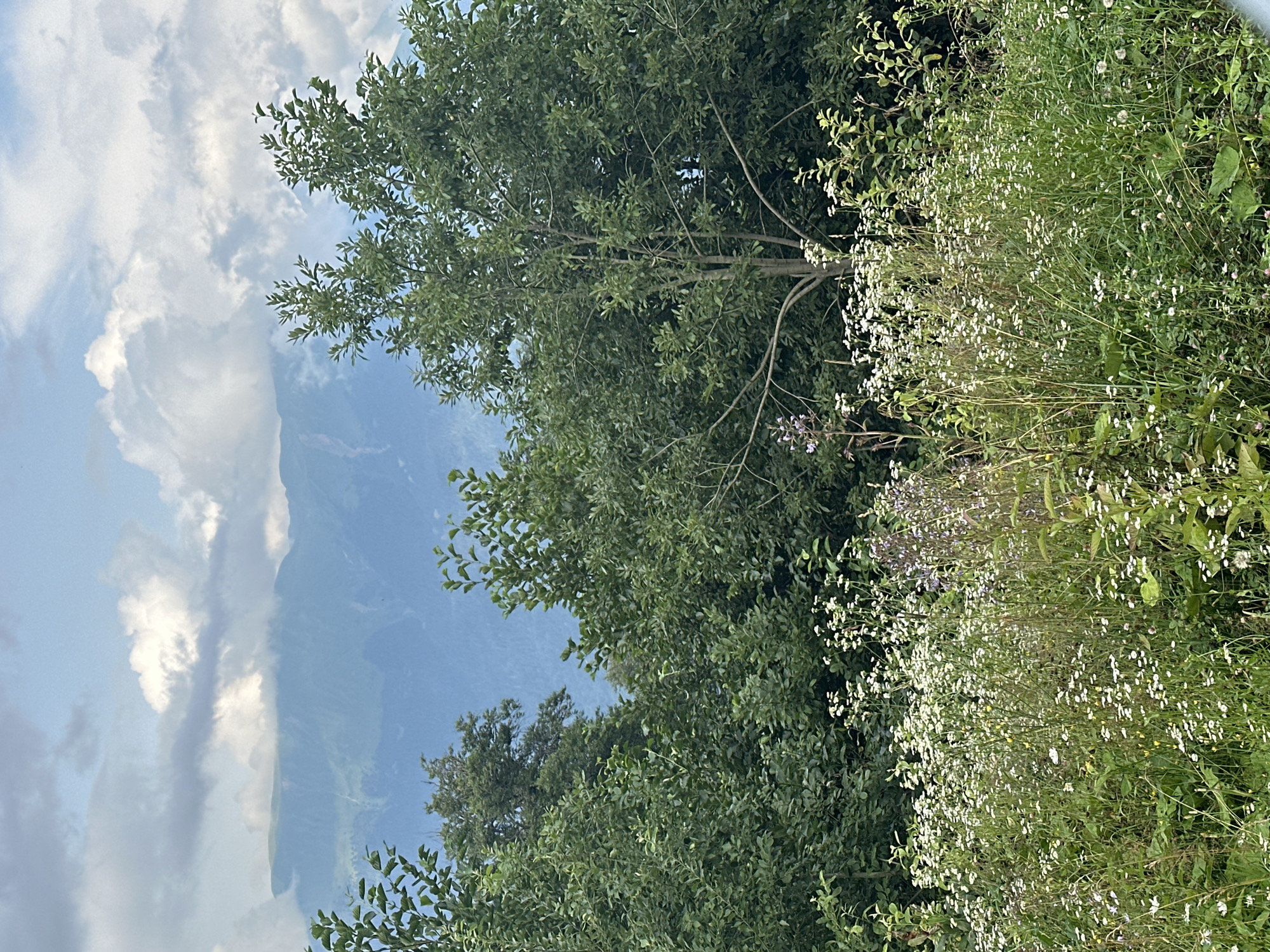 This image depicts a natural landscape with dense green foliage in the foreground and rolling mountains in the background. The foreground is dominated by a variety of trees and a field of wildflowers, predominantly small white blossoms. Some taller plants with purple flowers are also visible amidst the white wildflowers. The trees are lush and green, with a variety of leaf shapes and sizes. The background shows the soft, hazy outlines of mountains, with some parts obscured by clouds. The sky is a pale blue with scattered white and grey clouds. The overall impression is one of a serene, verdant natural environment, likely in a mountainous region.