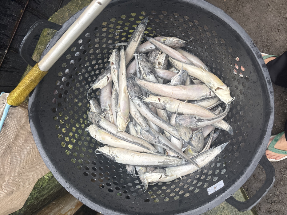 A black basket filled with a catch of catfish dominates the scene. The fish are pale and varying in size, compactly arranged within the basket. A fishing net with a yellow-wrapped handle rests alongside the basket. The background is slightly blurred, showing hints of ground. A pair of feet in green flip-flops are visible near the edge of the frame. The lighting is diffused and emphasizes the textures of the fish and basket.