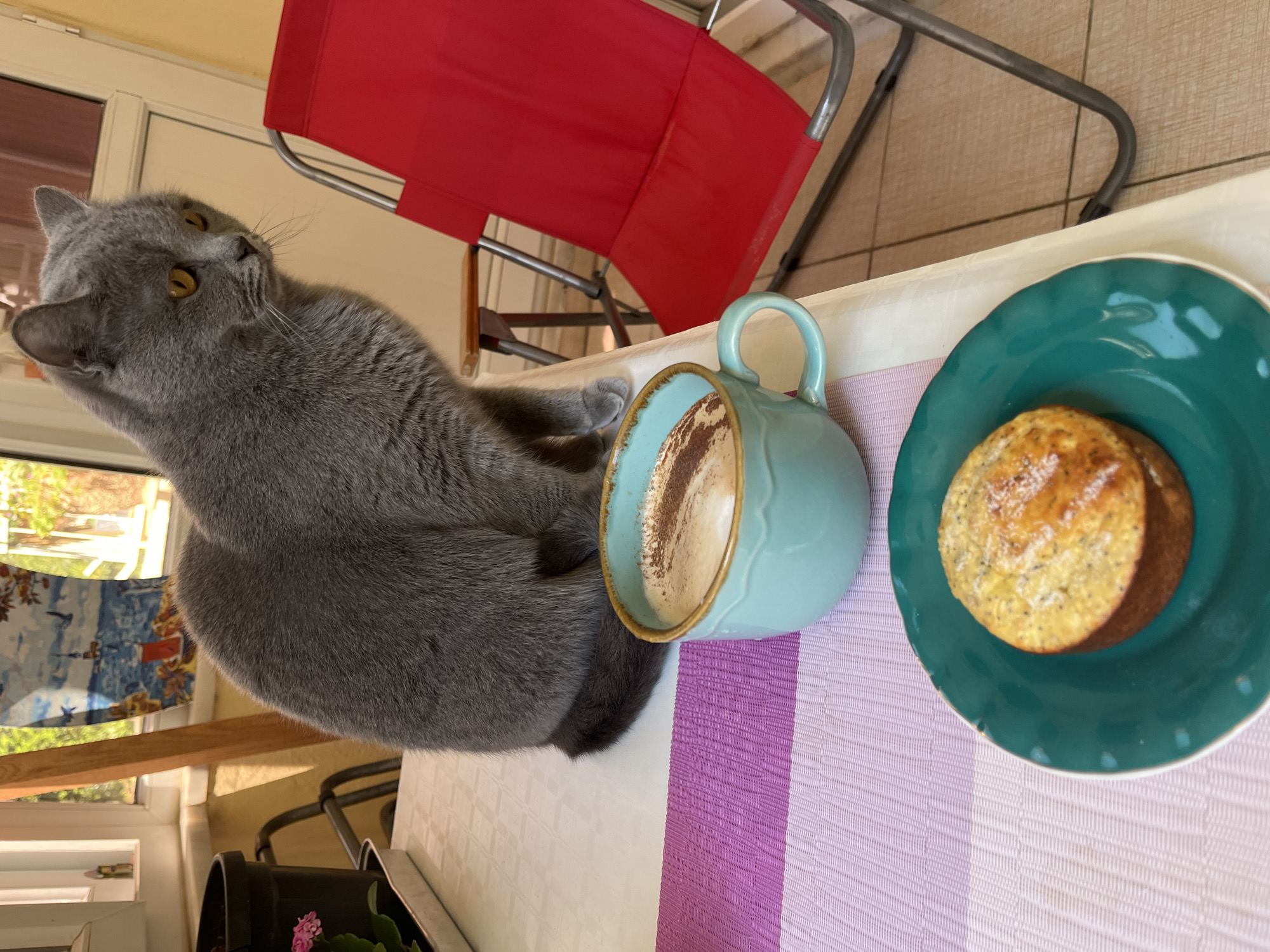On a table covered with a striped white and lavender tablecloth, a cup of coffee sits next to a teal plate containing a muffin. A grey cat is positioned between the coffee cup and the left edge of the table, its head turned upward. In the background, a red folding chair stands on a tiled surface. Outside a window, the scene suggests an urban environment, likely within Alanya, Turkey. A potted plant sits on a windowsill to the left of the frame.