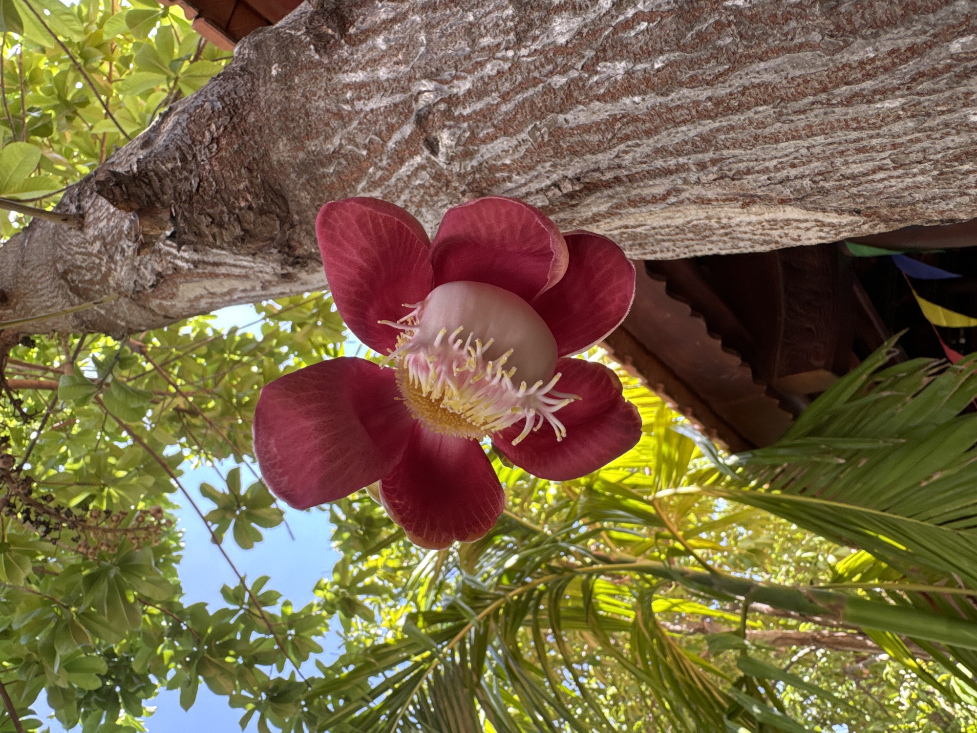 This is a close-up, low-angle shot of a single, vibrant red and yellow flower hanging from a large tree trunk. The flower has large, rounded petals and a prominent central stamen. The tree trunk is rough and textured, with vertical lines. In the background, lush green foliage, likely palm fronds and other tropical plants, are visible, interspersed with patches of bright blue sky. Sunlight filters through the leaves, creating highlights and shadows. A portion of a brown, tiled roof with decorative trim is visible beneath the foliage and to the right of the flower. Small, colorful pennant flags are partially visible in the lower right corner. The scene appears to be outdoors in a tropical setting, possibly a garden or natural area within Mũi Né, Vietnam. No people or animals are present in the frame.
