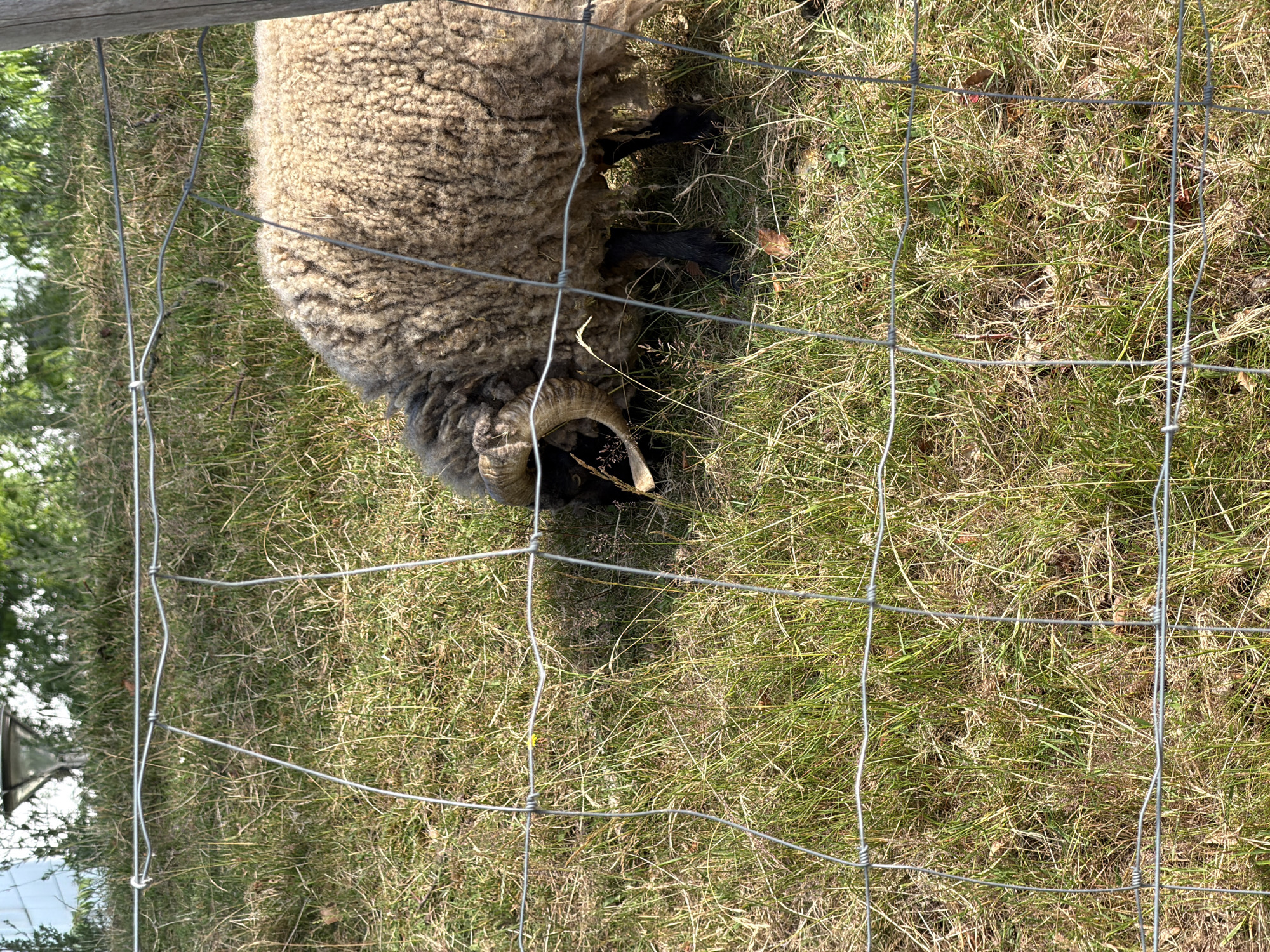 The media file shows a sheep in a grassy enclosure, viewed through a wire fence. The sheep is predominantly brown with a thick, woolly coat. Its horns are visible, curving around its head. The sheep appears to be grazing or resting in the grass, with its head lowered. The enclosure is filled with dry, yellowish grass, suggesting a sunny or late summer day. The background includes greenery and a hint of a wooden fence post at the top, and potentially some outbuildings or structures to the left, indicating a rural or farm setting. The lighting suggests it is daytime, likely midday given the bright sunlight and shadows. The overall impression is one of a tranquil, pastoral scene. No text is visible in the image. The location is identified as Dieppe, France.