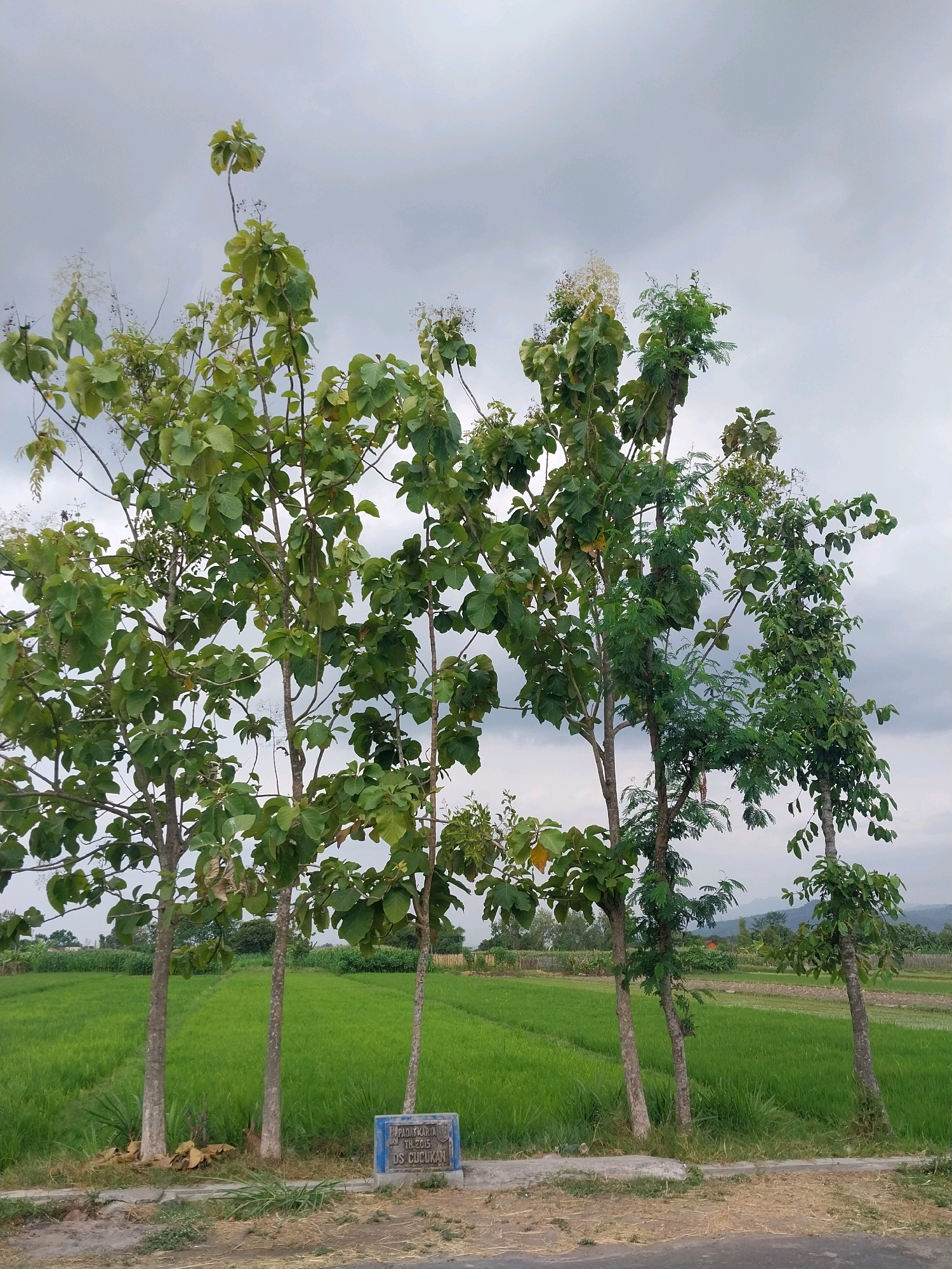 The image depicts a scene in the village of Cucukan, Indonesia. In the foreground, a row of trees with green foliage stands before a lush, green rice paddy field. The sky above is overcast with gray clouds. A small blue sign with white lettering is visible at the base of the trees, partially obscured by grass. The sign reads: "PADAT KARYA TH. 2015 DS. CUCUKAN." The area appears rural, with the rice field stretching into the distance and a line of trees and vegetation visible on the horizon. The road in the lower foreground is paved.