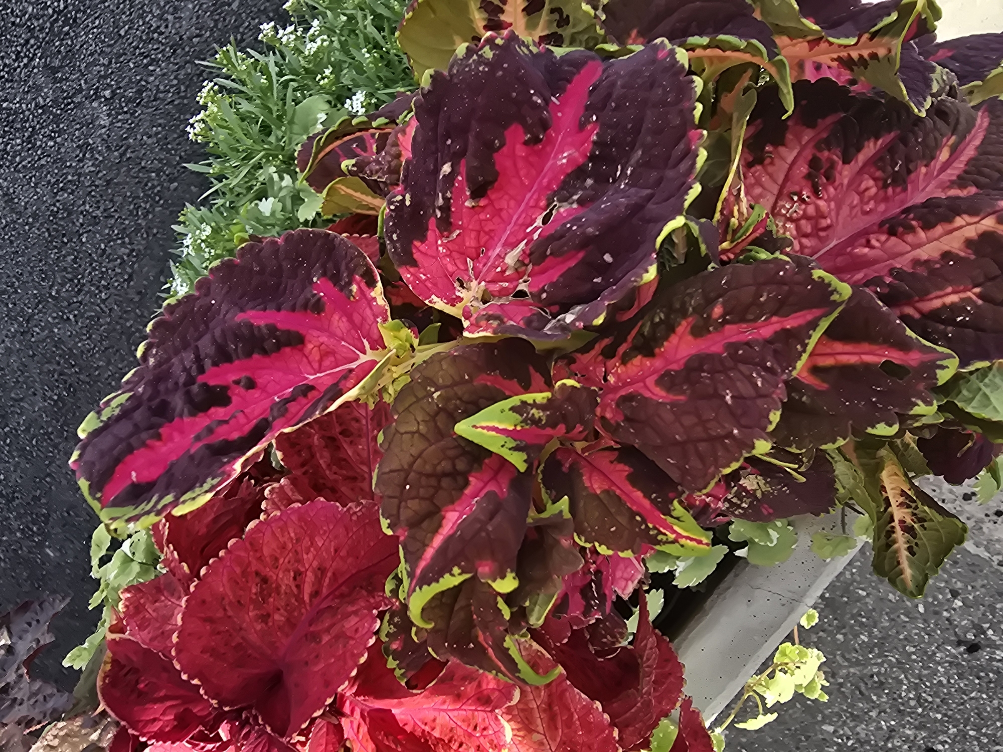 The image shows a close-up view of a planter filled with coleus plants. The coleus leaves display a vibrant mix of colors, primarily deep reds, purples, and bright pinks, with some green edging. The leaves are intricately veined and have serrated edges. In the background, a dark, pebbled surface, likely asphalt or concrete, is visible, suggesting an urban or paved outdoor setting. A section of a grey, concrete planter edge runs along the bottom left of the image, with some smaller, lighter green foliage spilling over it. Small white flowers are sparsely scattered amongst some of the green foliage in the upper right portion of the image. The scene appears to be a still-life of ornamental plants within a planter, possibly in a garden or outdoor public space. No people are present in the image. The location is identified as Sofiivska Borshchahivka, Ukraine.