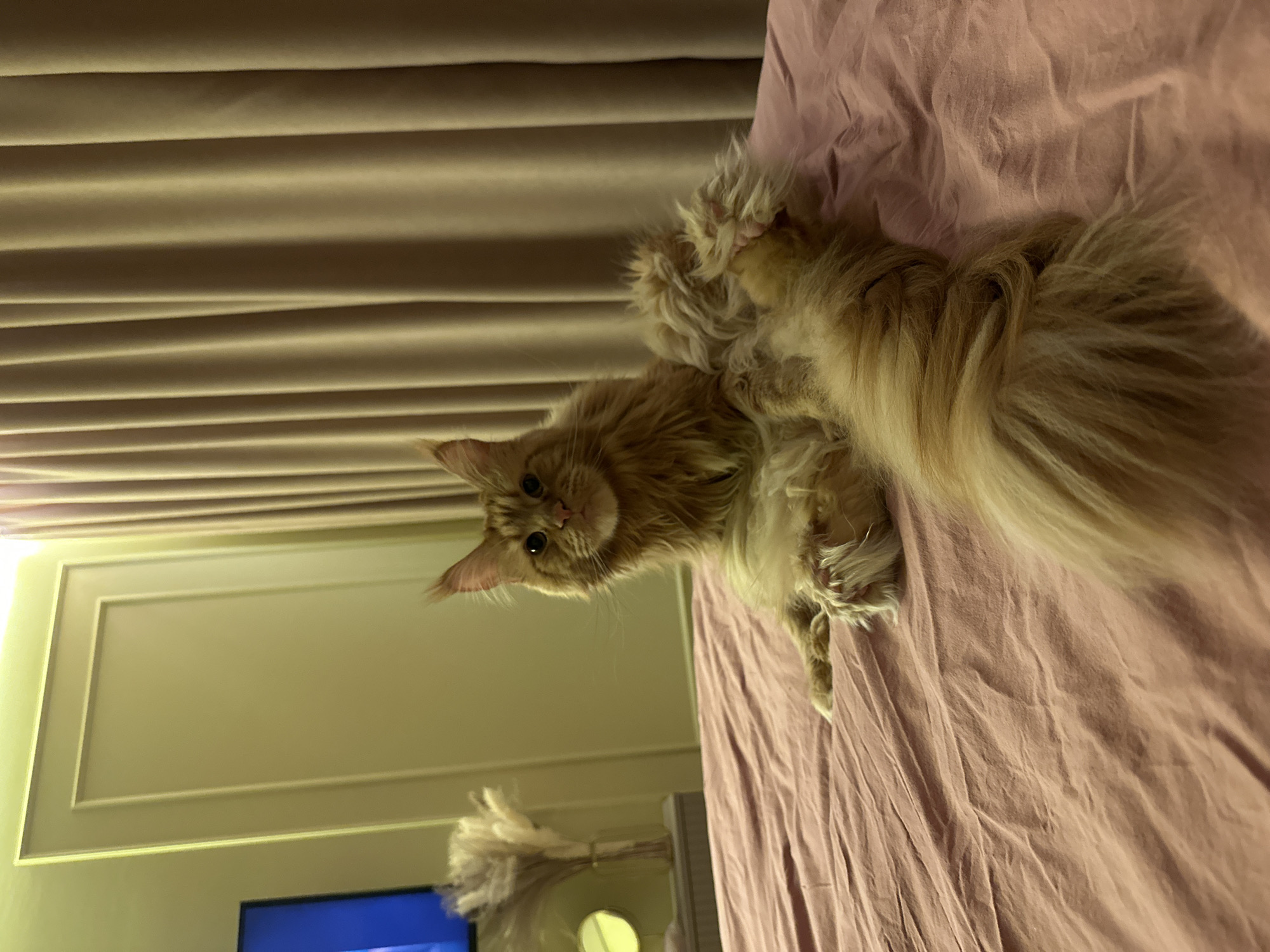 A ginger Maine Coon cat is lying on a pink bedsheet, with a neutral beige background. The room appears to be indoors, illuminated by artificial light. A TV is visible in the lower left corner. The location of the image in the city of Chaikovsky, Russia is not specified.