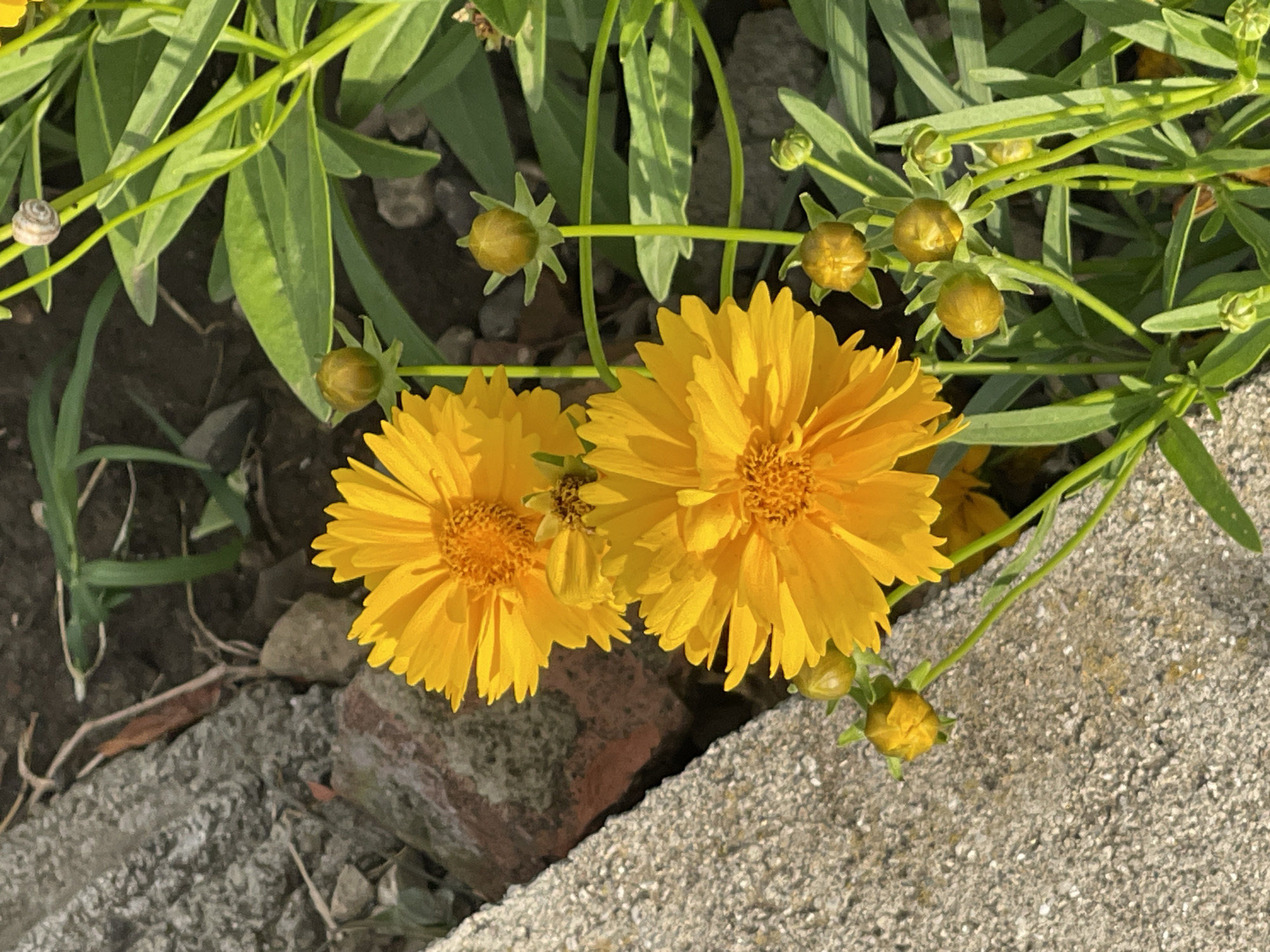 This image captures a close-up view of bright yellow flowers, possibly coreopsis, with multiple buds, growing near a textured gray concrete structure and some red brick fragments. The background consists of dark soil with some green foliage. A small snail is visible on a green stem. The setting appears to be an outdoor garden or landscaping area, possibly within the city of Sredny, Russia.
