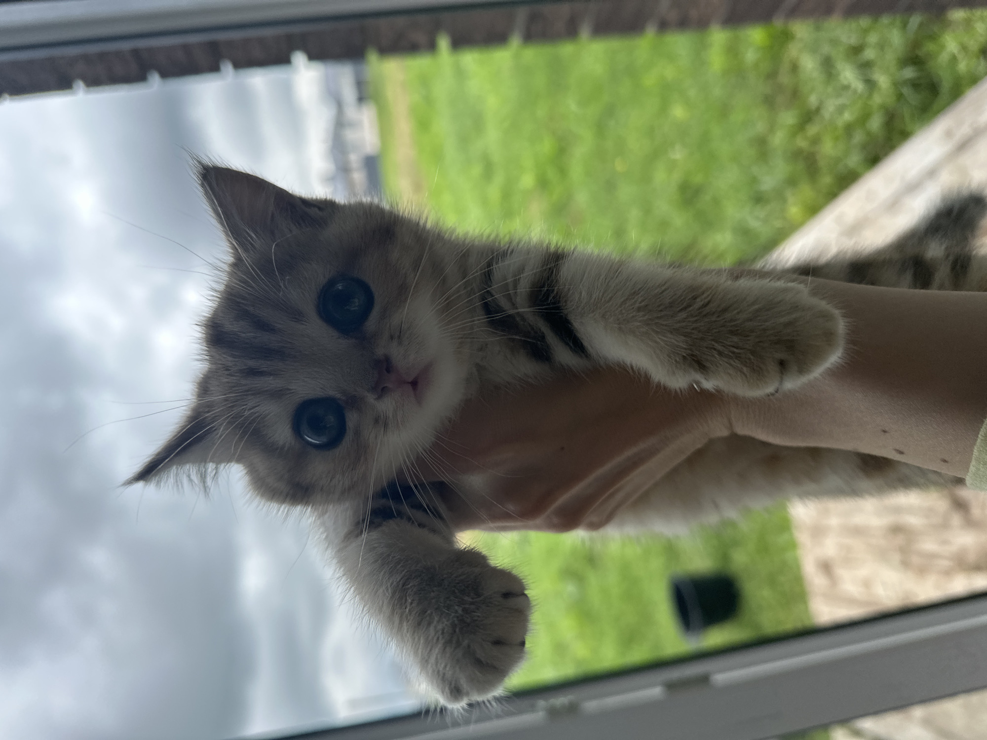 A kitten is being held up by a person's hand in front of a window. The kitten is small with grey and brown tabby markings and large blue eyes. The background outside the window is a blurry green field with a grey, overcast sky. The person's hand is pale and their arm is visible.