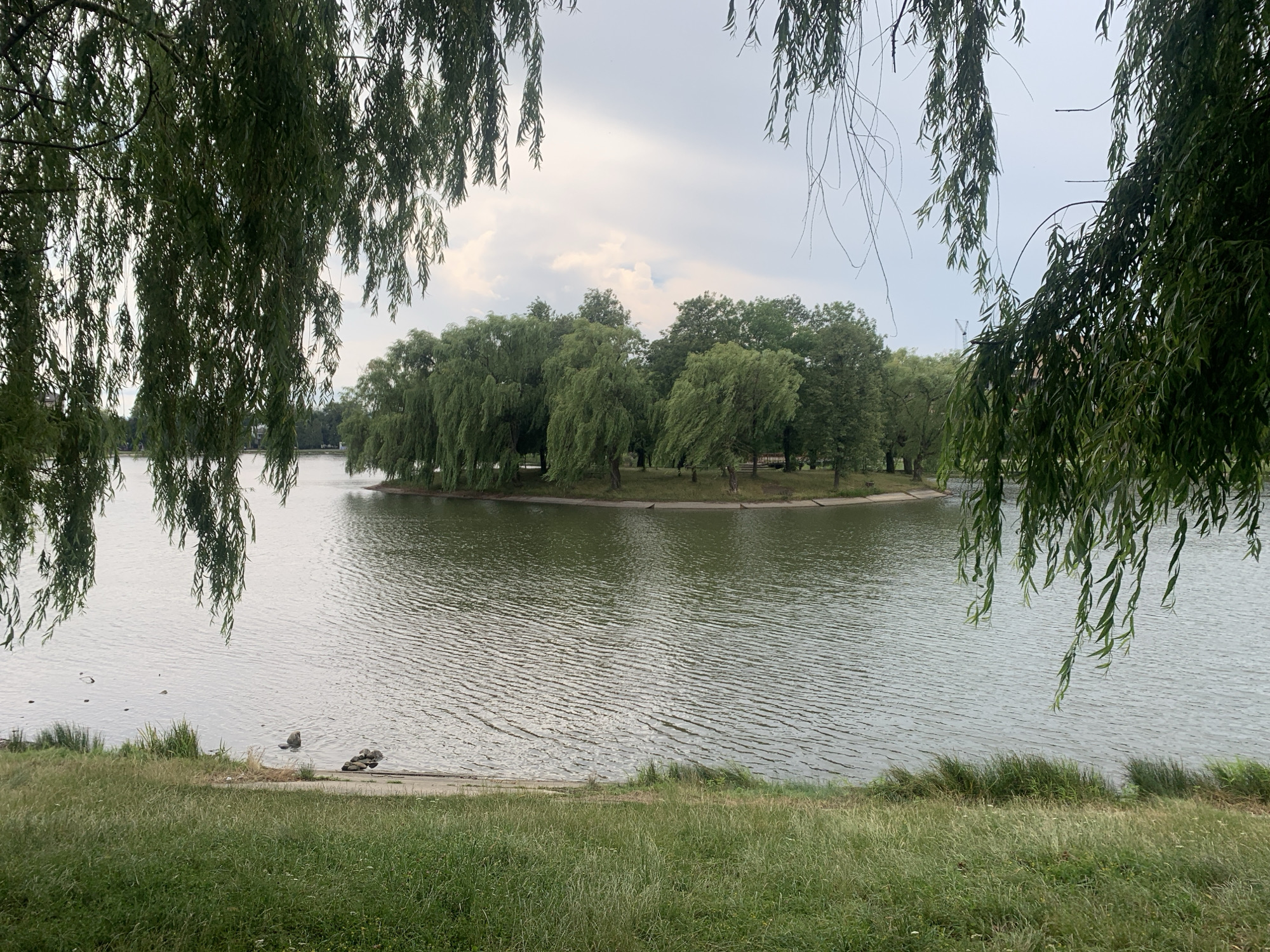 The image shows a serene view of the lake and island at the Kolomyia City Park in Kolomyia, Ukraine. Lush green trees, including weeping willows, frame the scene, with their branches hanging over the calm water. The island in the center is densely covered with trees, creating a natural haven. The water exhibits gentle ripples, reflecting the overcast sky. In the foreground, the grassy bank slopes down to the water's edge, where a few rocks are visible. There are no people in the image.