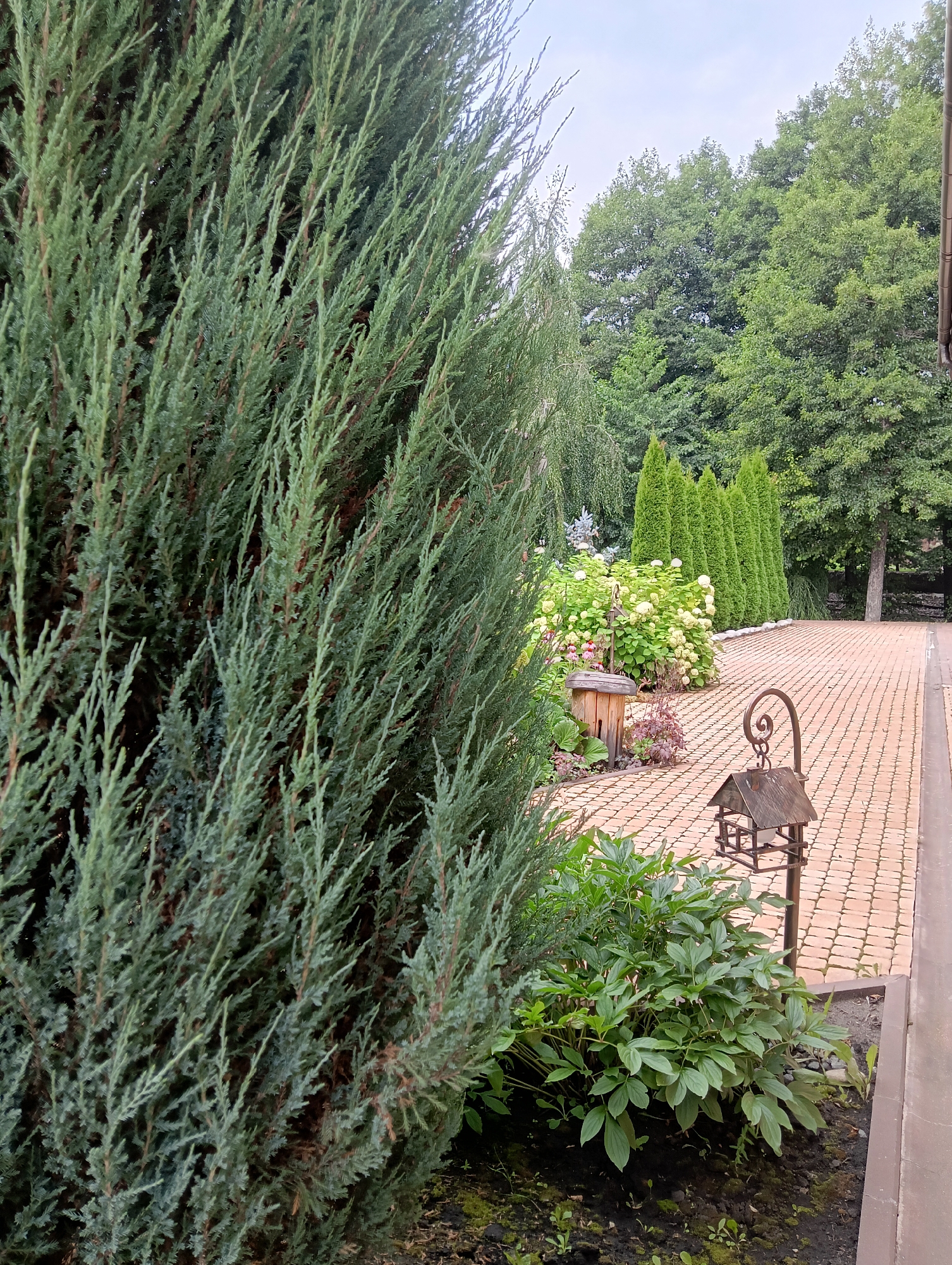 The image shows a well-maintained garden area with a paved pathway made of tan-colored bricks. A tall, dense evergreen tree, likely a juniper, dominates the left side of the foreground. To the right of the tree, the pathway curves gently. Along the pathway, there is a garden bed with various plants, including a large hydrangea bush with white blooms and several smaller plants with red and green foliage. A wooden bird feeder with a pitched roof and a metal stand is positioned in this garden bed. Further down the pathway, a decorative metal lantern with a birdhouse-like top is visible. In the background, a row of tall, conical evergreen trees stands against a backdrop of mature deciduous trees and an overcast sky. The overall impression is one of a tranquil, landscaped outdoor space, possibly a private garden or a park area in Kazeevka, Russia. There are no people or animals visible in the image.