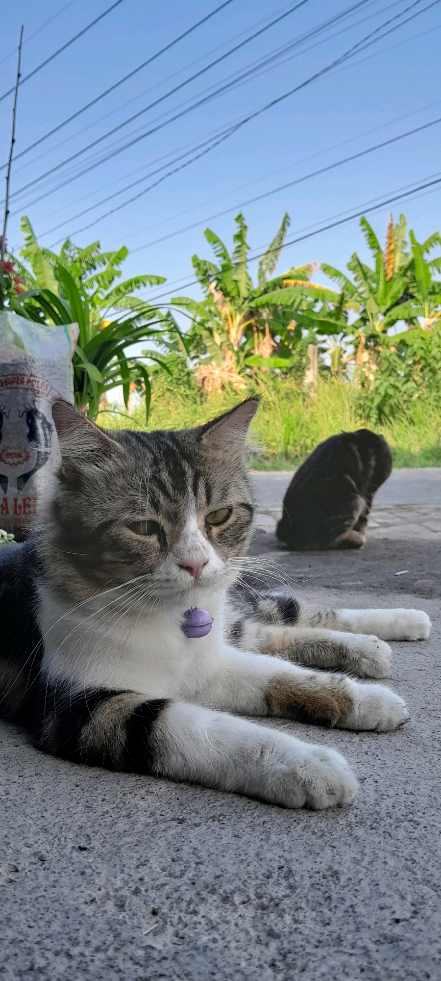 In Bendungan, Indonesia, two cats are resting on a paved surface outdoors, with a backdrop of lush green banana trees under a clear blue sky. In the foreground, a tabby and white cat is lying down, facing slightly left, with its eyes partially closed. It wears a small purple bell collar. Beside and slightly behind it, a black cat is also resting, facing away from the camera. A large bag, possibly containing animal feed, is partially visible to the left of the tabby cat. Electrical wires are strung across the sky.