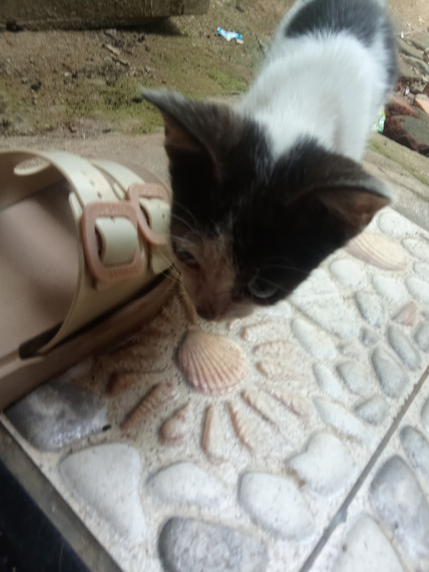 A black and white kitten is captured in a close-up, ground-level shot, its face lowered towards a tan sandal with two light brown buckles. The sandal is positioned on a tiled surface composed of small, light-colored stones and inlaid seashells. The kitten's fur is primarily white on its chest and belly, transitioning to black on its head and back. Its eyes are partially visible, appearing dark. The background is blurred, showing patches of brown dirt and some greenery, possibly indicating an outdoor environment. The scene is located in Cempaka, Indonesia.