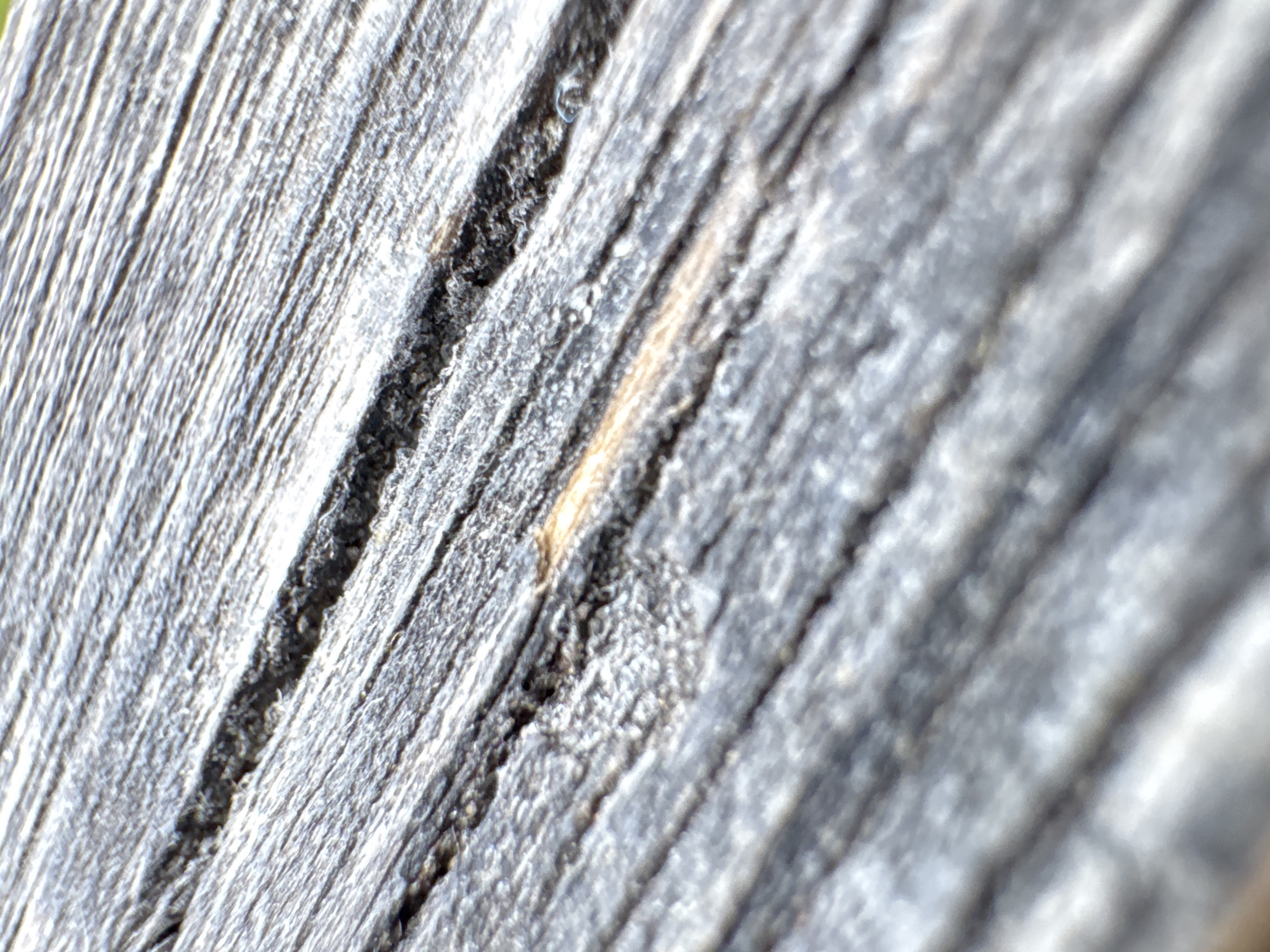 A close-up photograph shows weathered wood, displaying pronounced grain and grooves. The wood is predominantly gray with hints of brown within the grain. The image is captured at an oblique angle, blurring the background. The city of Solikamsk, Russia is not evident in the image.