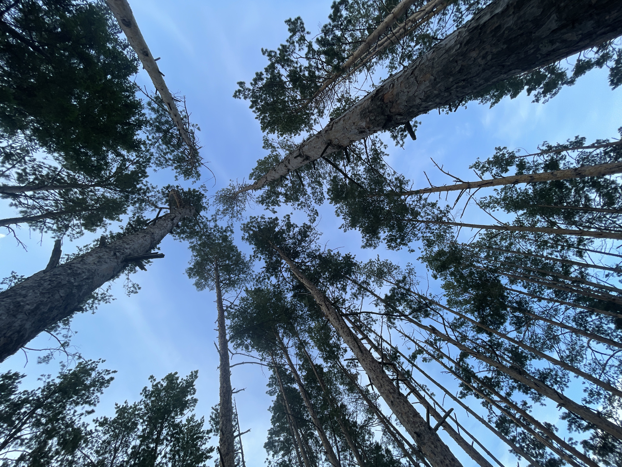 This is a low-angle shot looking up through a forest of tall pine trees in Podshivalovo, Russia. The subjects are the numerous trees, with their rough, textured bark and dark green needles reaching towards the sky. There are no people or discernible objects other than the trees and branches.
The scene depicts a dense forest under a clear, bright blue sky, suggesting it is daytime. Wisps of clouds are visible, indicating fair weather. The strong upward perspective emphasizes the height and density of the forest, creating a sense of being immersed in nature. The overall mood is peaceful and somewhat awe-inspiring, highlighting the grandeur of the natural environment. There is no visible text in the image.