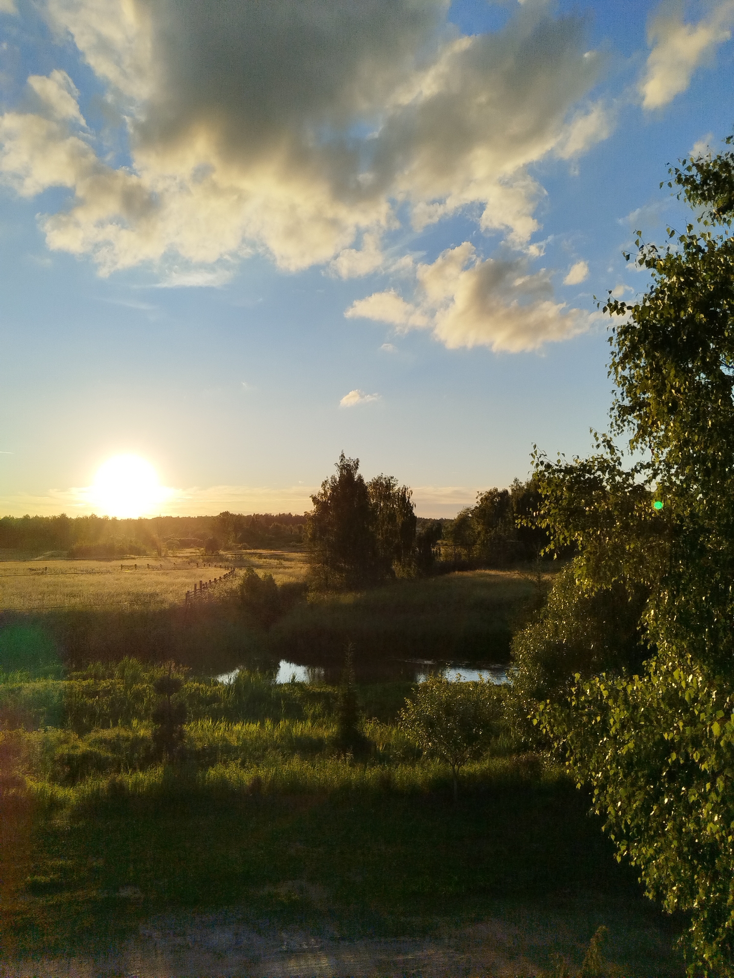 The image depicts a serene landscape at sunset, likely situated in Losino-Petrovsky, Russia. The sun, a bright, luminous orb, is positioned low in the sky, casting a warm, golden light across the scene. Wispy clouds, tinged with yellow and white, drift across a clear blue sky. A field, covered in tall green grass, stretches towards a line of trees in the distance. A small, meandering river or stream cuts through the middle ground, its surface reflecting the sky. In the foreground, a dense cluster of trees with vibrant green leaves dominates the right side of the frame, their foliage catching the sunlight. The overall atmosphere is one of tranquility and natural beauty.