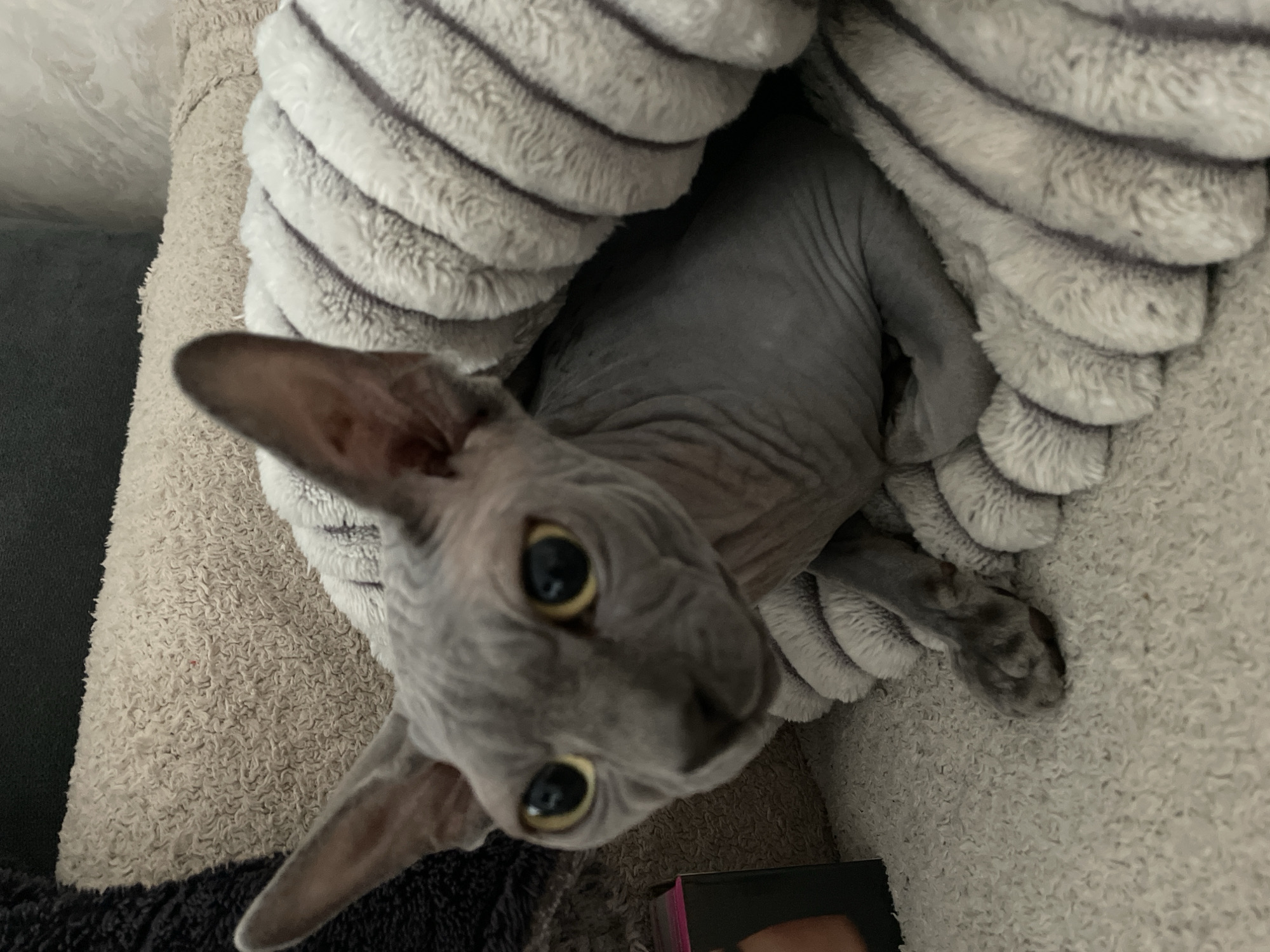 A Sphynx cat, seen from above, is nestled in a gray and white striped blanket or cushion on a beige carpeted surface. The cat's head is tilted upward, with large yellow eyes staring into the camera. The cat has large ears and visible wrinkles on its hairless skin. Part of a black and pink object is visible in the lower right corner of the frame. The environment is indoors, and there is no specific information available about the location in Krasnodar, Russia.