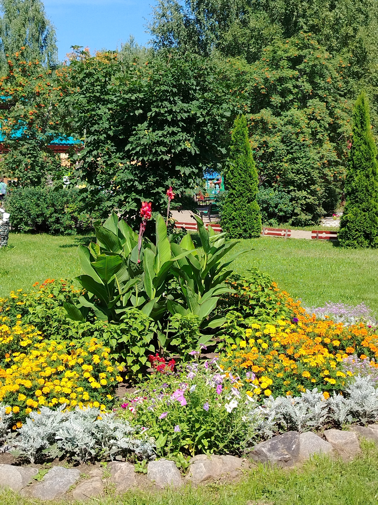 The image captures a vibrant flower bed in a park setting, likely in Chaikovsky, Russia, given the context. The foreground is dominated by a circular arrangement of flowers, featuring a mix of yellow marigolds, orange marigolds, red Canna lilies, and delicate purple and pink petunias. Silver-leafed dusty miller plants form a border around the base of the flower bed, which is further defined by large, grey stones.
Behind the flower bed, lush green grass stretches across a well-maintained lawn. In the midground, two conical evergreen trees stand prominently. Further back, a paved pathway winds through the park, bordered by red and white striped benches. Mature deciduous trees with dense green foliage form the backdrop, with some trees displaying clusters of orange berries, possibly rowan. The sky above is a clear, bright blue. The overall scene depicts a sunny day in a public garden, suggesting a recreational or ornamental area within the city.