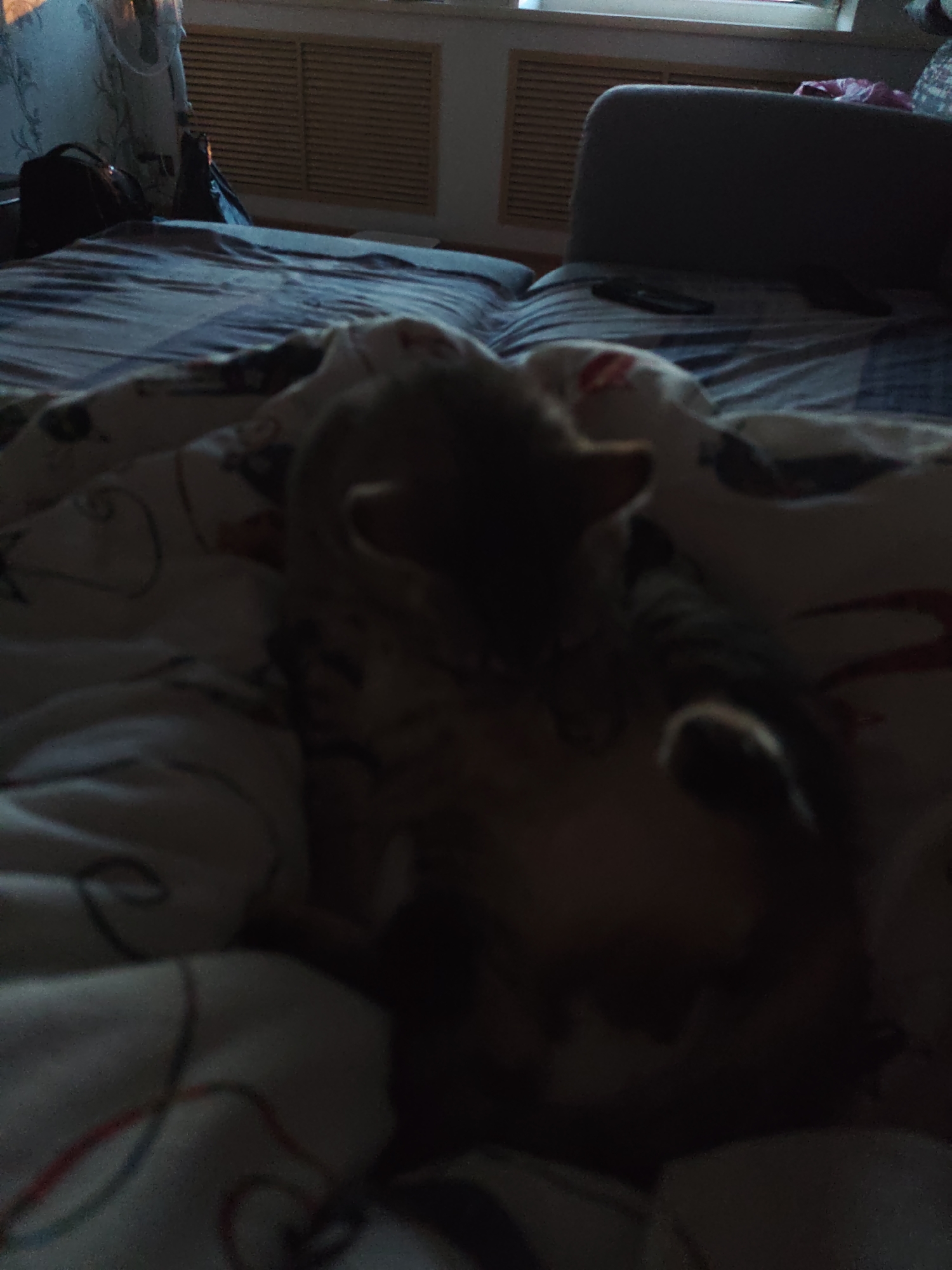 The scene depicts a bedroom, likely inside a home in Gremyachinsk, Russia. A bed dominates the foreground, covered with patterned bedding. A domestic cat is resting on the bed, its body oriented away from the viewer. In the background, a window with blinds is visible, along with a backpack. Part of a chair or headboard is visible. The lighting is subdued, creating shadows across the scene.