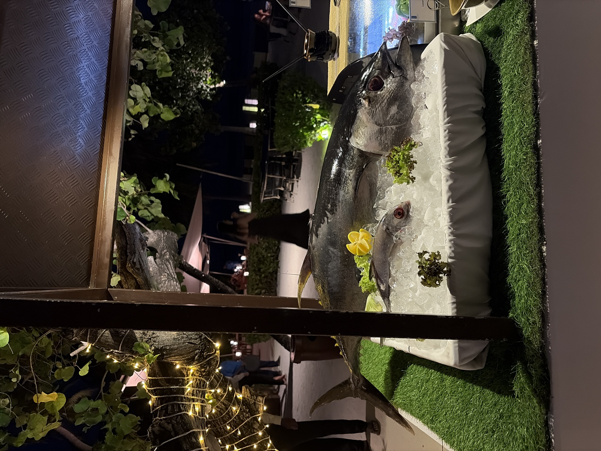A very large, whole tuna fish is displayed on a bed of ice, positioned on a white fabric-covered surface which rests on a green, artificial grass mat. A smaller fish is placed in front of the tuna. A slice of lemon and some green lettuce garnishes are visible on the ice. The display is set up outdoors at night, with decorative fairy lights strung around a tree. In the background, several people are visible, some walking and others seated at tables in a dimly lit outdoor restaurant area with umbrellas and lights. The location appears to be a beach resort in Halaveli, Maldives, indicated by the tropical foliage, sandy ground, and the overall ambiance of a tropical evening setting.