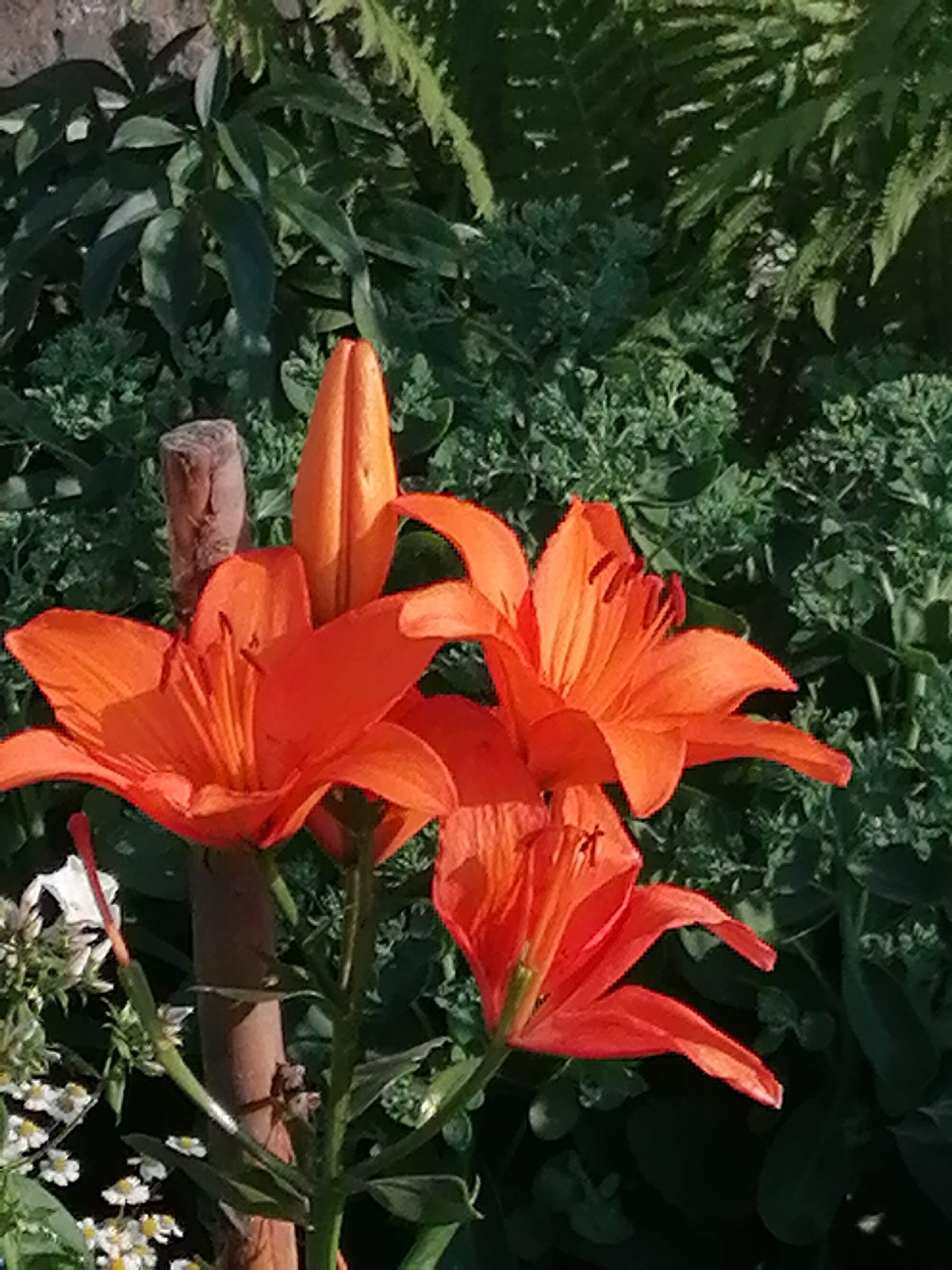 The image shows a close-up of several vibrant orange lilies blooming in a garden. One lily is fully open in the foreground, revealing its stamens and petals. To its left, another lily is partially open, and a third is a tightly closed bud. In the background, lush green foliage and ferns create a natural, shaded environment. A wooden stake is visible among the plants, suggesting garden support. Tiny white flowers with yellow centers are scattered in the lower left portion of the frame, adding a touch of contrast. The lighting suggests it is daytime, with sunlight highlighting the orange petals. No people or specific landmarks of Shadrinsk, Russia, are visible in the image.