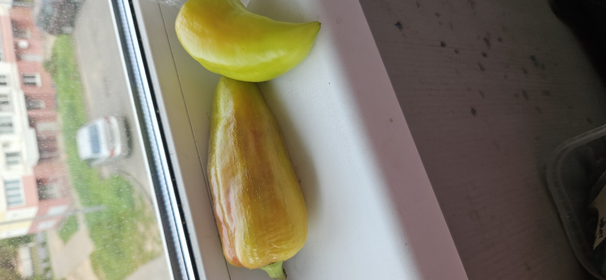 Two peppers, one elongated yellow pepper with streaks of red, and a smaller, curved yellow pepper, rest on a white windowsill. Beyond the window, a blurred view of a city street in Vitebsk, Belarus, shows a building with pink and beige elements, a silver car parked on a grassy area, and a road. The lighting suggests daytime.