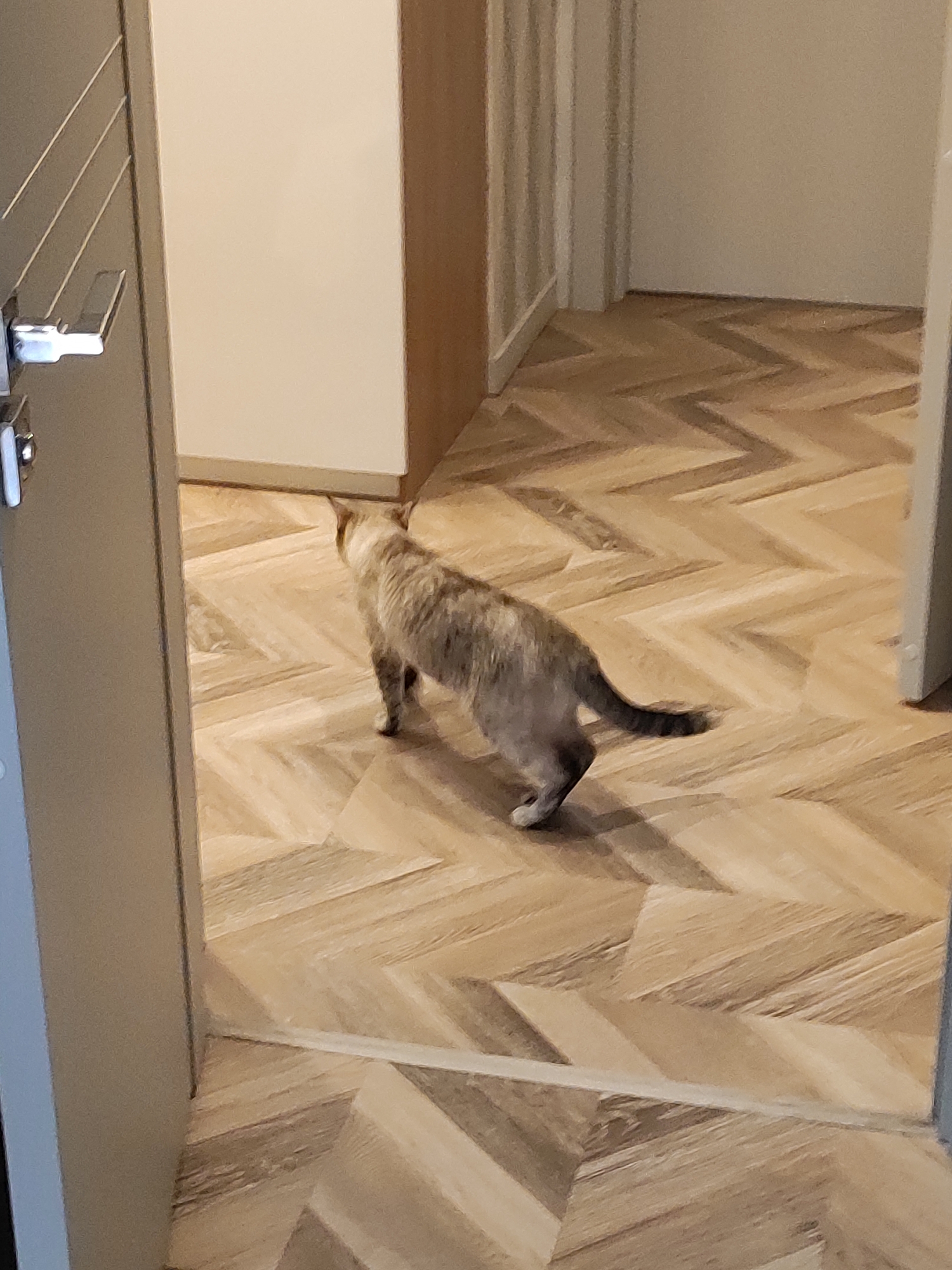 A grey tabby cat is walking on a herringbone patterned wood floor. The cat is facing away from the camera, towards the right side of the frame. The floor is light brown with darker brown planks. The cat has a dark tail and paws. The scene is indoors, with a door frame on the left side of the image. The cat appears to be in a hallway or corridor. The lighting is natural, coming from an unseen source. There are no people visible in the image. The location is not discernible from the image.