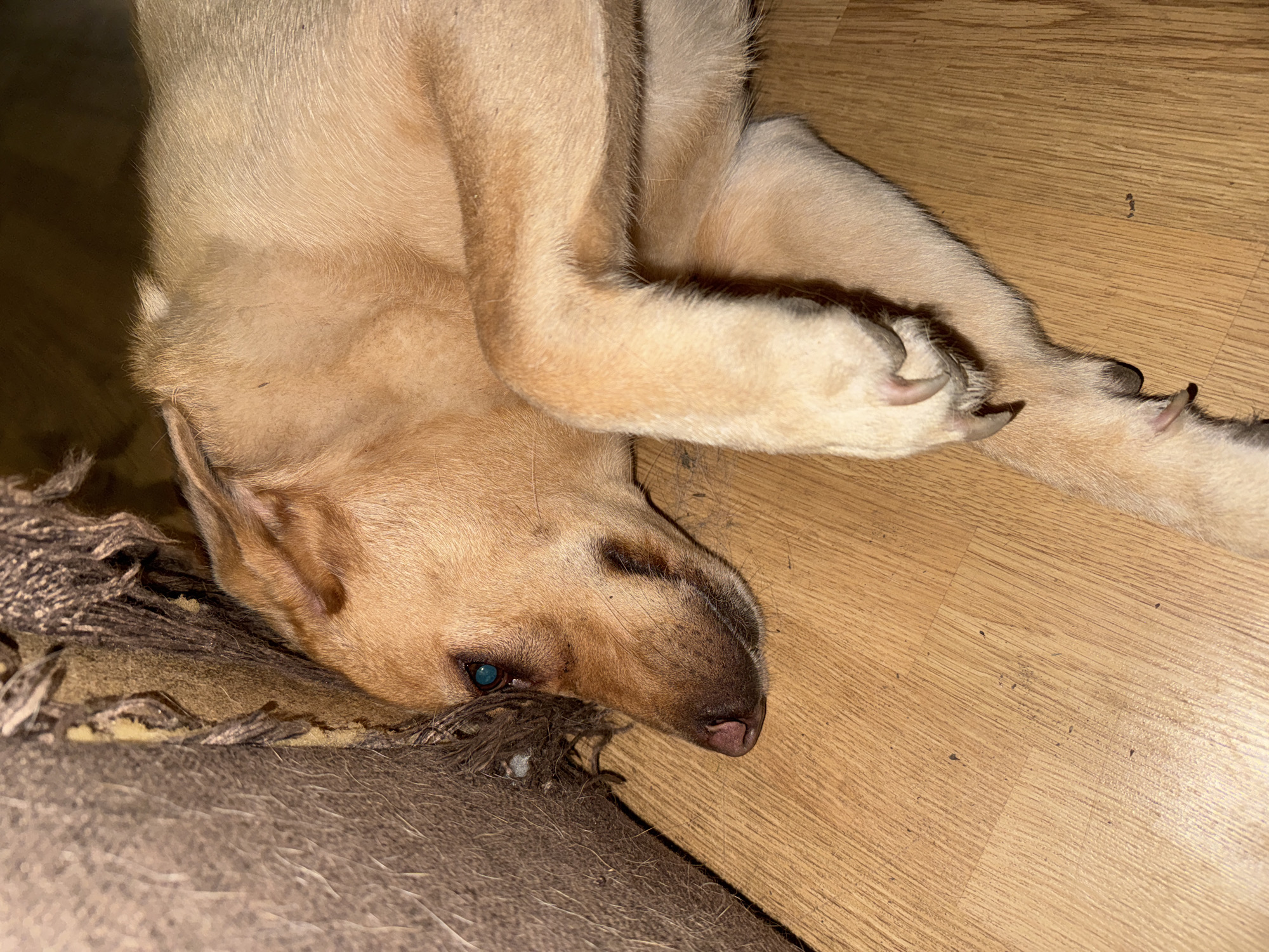 A tan-colored dog is lying on a wooden floor, resting its head against a frayed, brown upholstered surface. The dog's eyes are open and appear to be a bright blue. Its paws are crossed, with visible claws. The environment suggests an indoor setting, possibly a home. The image does not contain any elements that would allow for specific identification of a location in Bykovo, Russia.