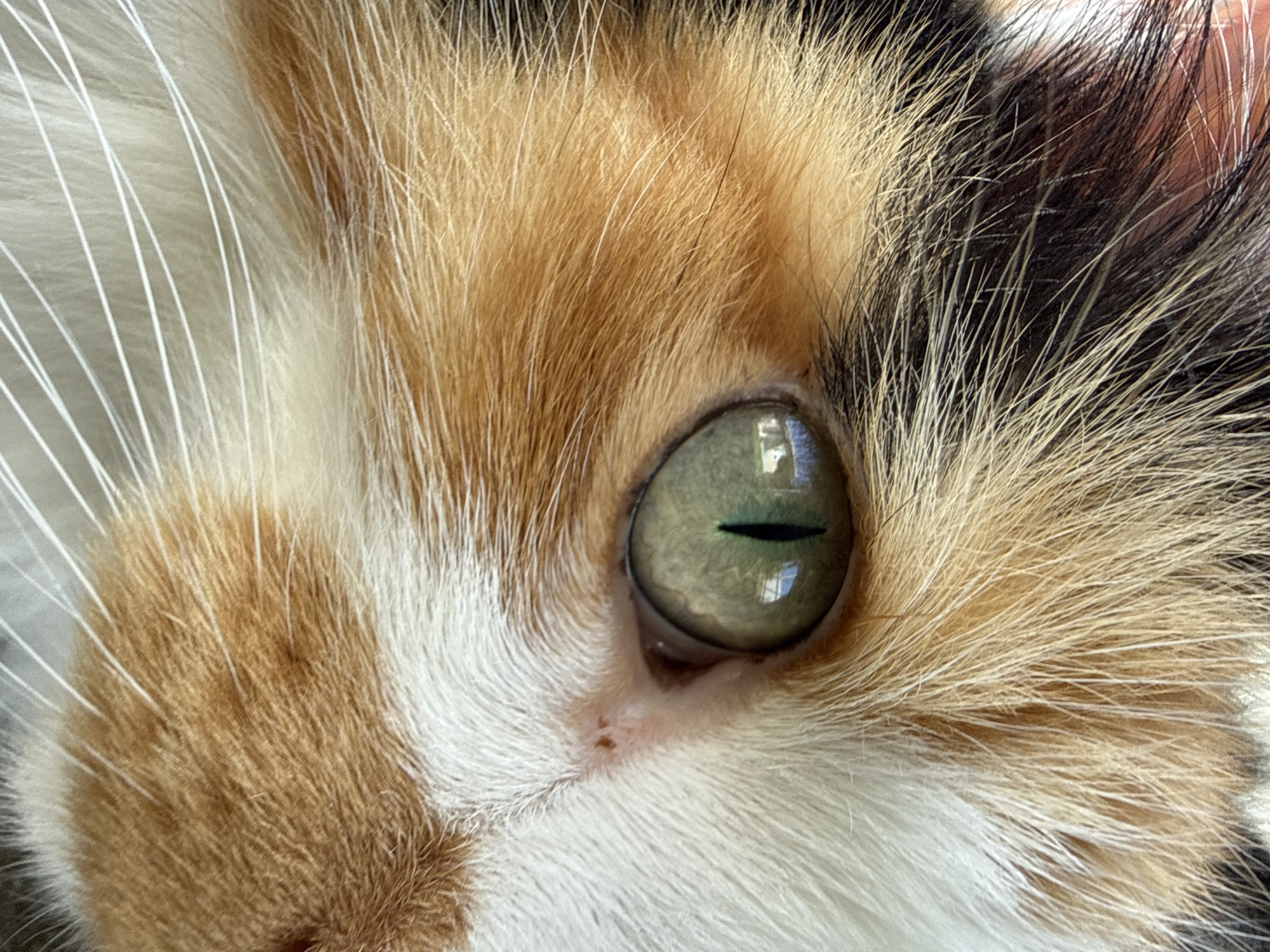 A close-up shot focuses on the left eye of a calico cat. The cat's fur displays a mix of white, orange, black, and tan. The iris of the eye is a striking green with a vertical pupil, reflecting the environment. White whiskers extend outwards from the fur. The background is blurred, with hints of green and possibly sky visible in the reflection of the cat's eye. The location is Unknown, Unknown.