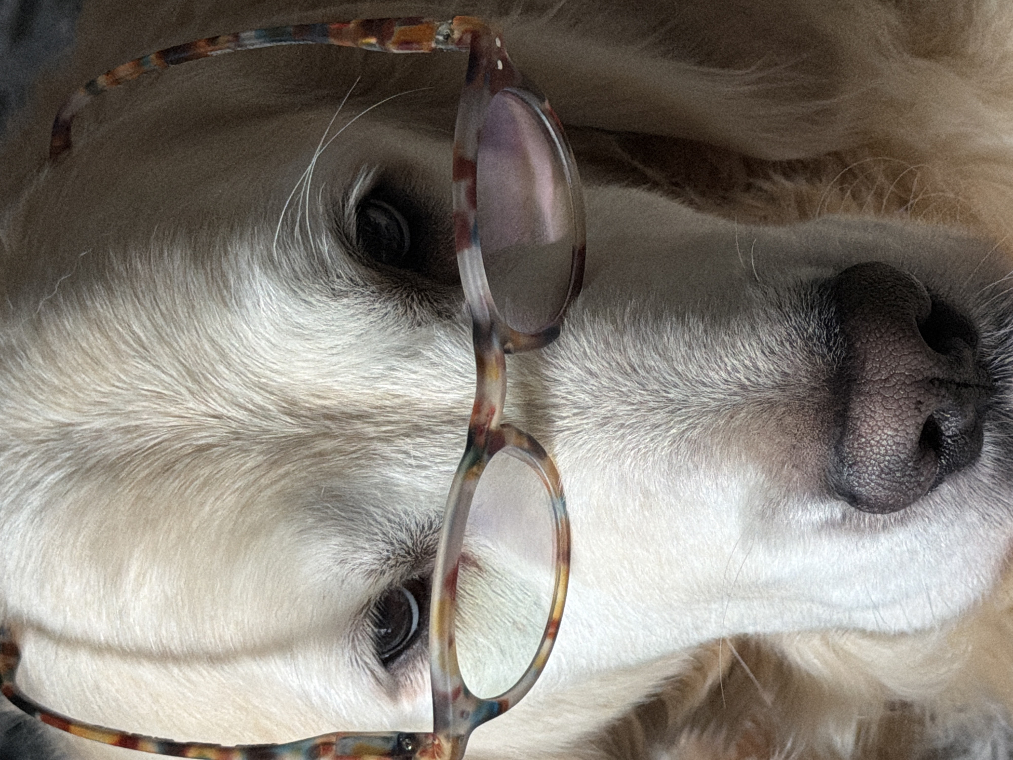 A close-up, upside-down shot features a Golden Retriever with eyeglasses perched on its head. The dog's snout and eyes are the focal points. The eyeglasses have multi-colored frames. No information suggests a link to Tbilisi, Georgia, or any specific city.