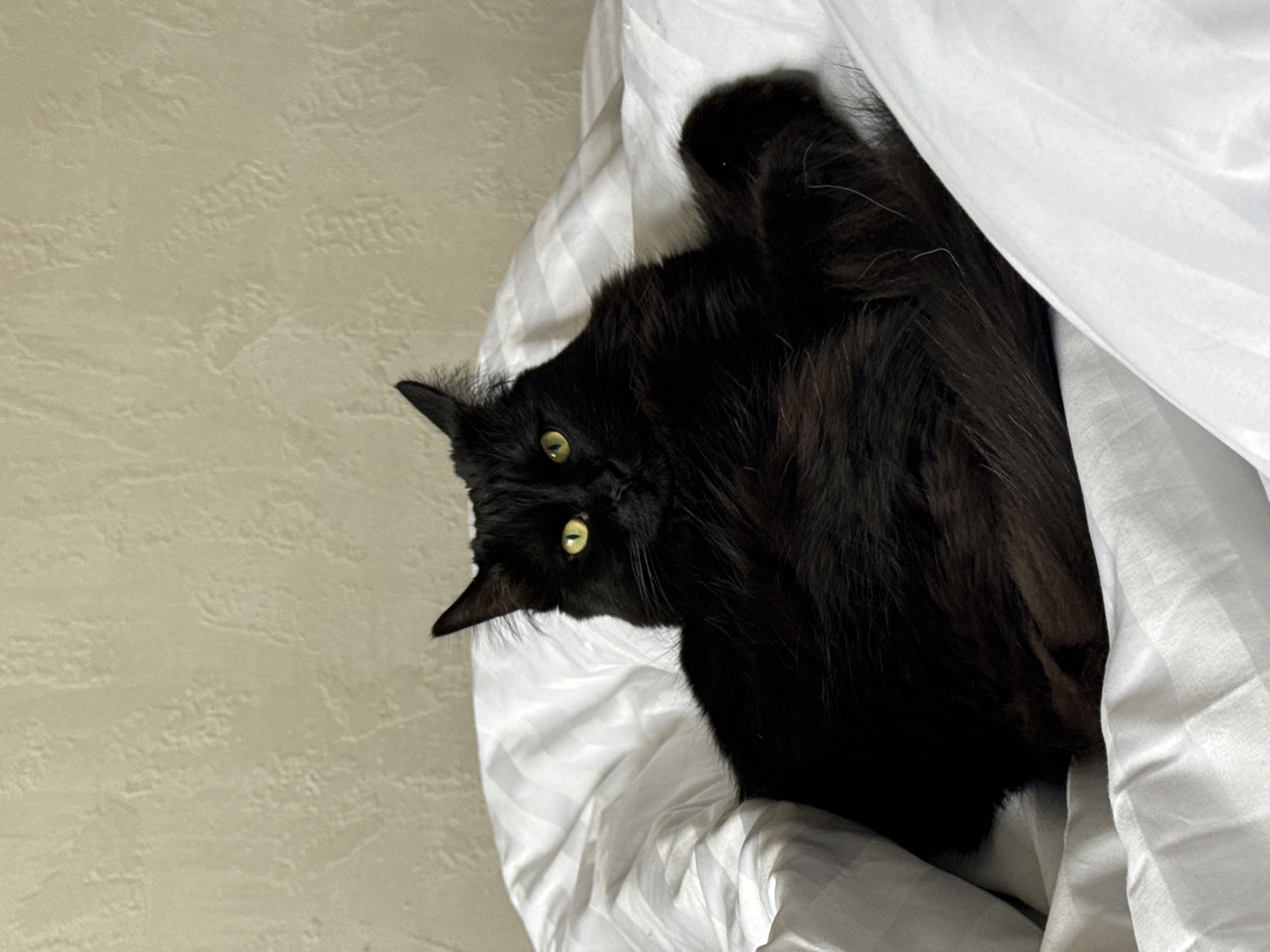 The image displays an indoor scene in Rostov-on-Don, Russia. A single long-haired black domestic cat, possessing prominent yellow-green eyes and pointed ears, is centrally positioned. The cat is seated upright on a bed covered with white bedding, which exhibits a subtle striped texture. Its gaze is directed towards the viewer. The background consists of a light beige or off-white wall with a textured finish. No other subjects or distinct objects are visible. The scene appears to be illuminated by soft, ambient light.