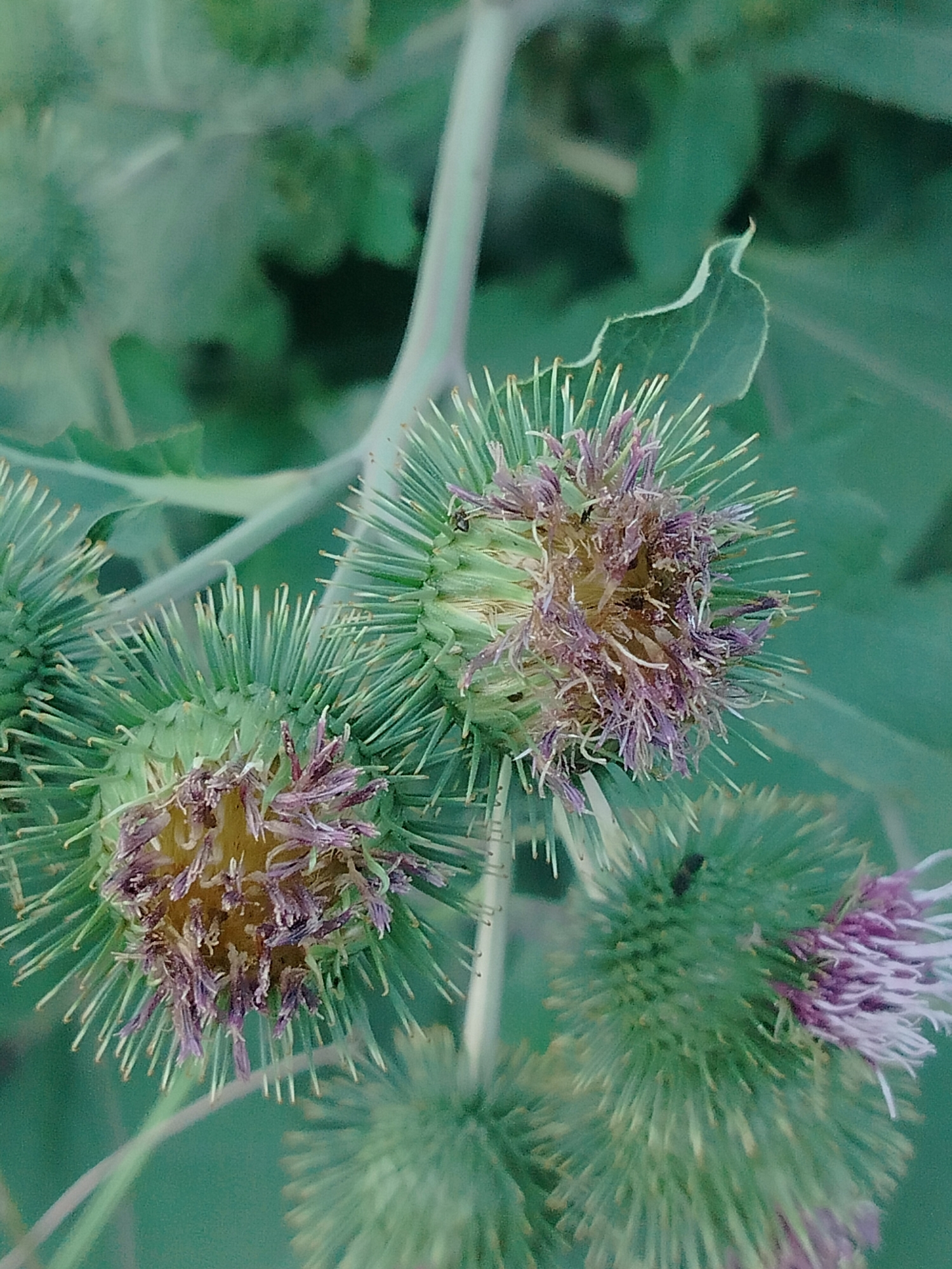 A close-up, eye-level shot captures the detail of burdock seed heads in a natural setting. The foreground features three burdock seed heads, with the two closest to the viewer prominently displaying their spiky green exteriors and purple-tinged interiors. Delicate purple filaments extend from the center of the seed heads, some tipped with what appear to be dried flower remnants. The seed heads are covered in sharp, needle-like structures. The background is a blur of green foliage, suggesting a natural environment such as a park, garden, or wild area. The lighting is diffused, casting soft shadows and highlighting the textures of the plants. There are no people visible in the image, and no clear indication of the city of Көлкент, Kazakhstan. The focus is entirely on the botanical subject matter.