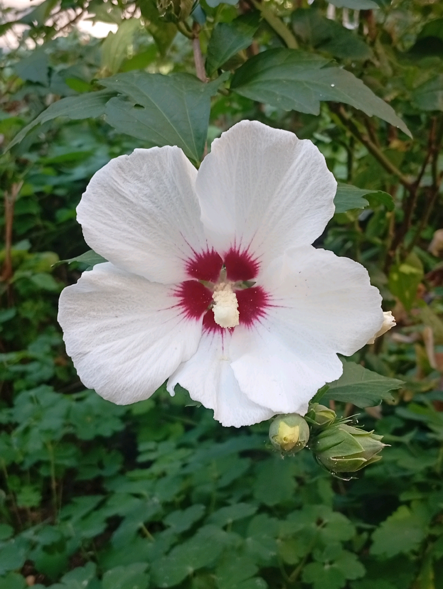 A white hibiscus flower with a crimson center is in full bloom, set against a backdrop of dark green foliage. Two closed buds are visible to the right of the flower. The image is a close-up shot, with the flower filling most of the frame. The setting appears to be an outdoor garden or park in Pokrov, Ukraine, with soft, natural lighting.