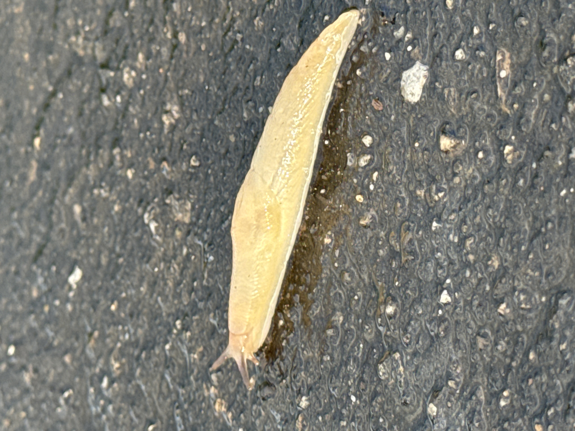 A close-up, eye-level shot captures a light yellowish-brown slug positioned diagonally across a dark, textured ground surface. The slug, elongated and pointed at both ends, reflects light along its moist body, indicating its slimy nature. Its two prominent eyestalks are visible at the narrower, anterior end. The ground appears to be asphalt or dark concrete, characterized by a rough, uneven texture with small, light-colored pebbles and aggregates embedded within it. Numerous small, shiny patches on the ground suggest the presence of moisture or a slug trail, contributing to a damp overall appearance. The focus is sharp on the slug, while parts of the background show a slightly softer focus, emphasizing the slug's detail. The lighting suggests a natural, diffused light source, possibly indicating an overcast day or shaded area. The scene takes place in Priseltsi, Bulgaria. No human activity or visible text is present.