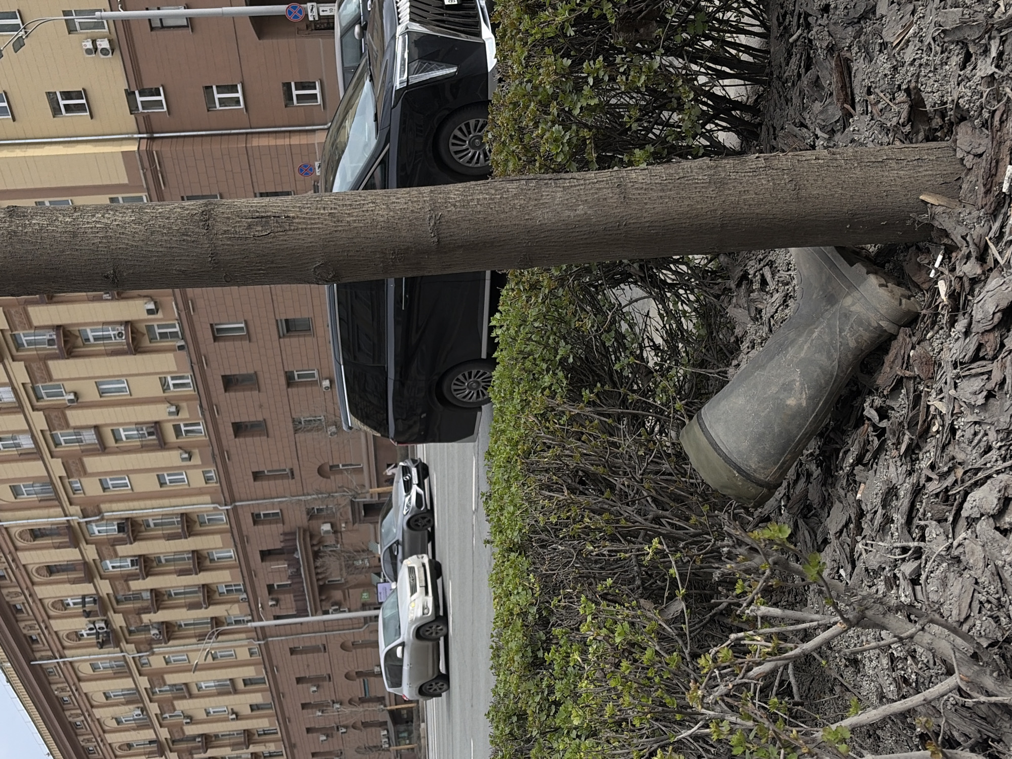 The image shows a street scene in Moscow, Russia. The foreground features bark mulch, shrubs, a tree trunk, and a discarded rubber boot. In the background is a line of cars parked along the street. Behind the cars is a large multi-story building with rows of windows and ornate architectural details.