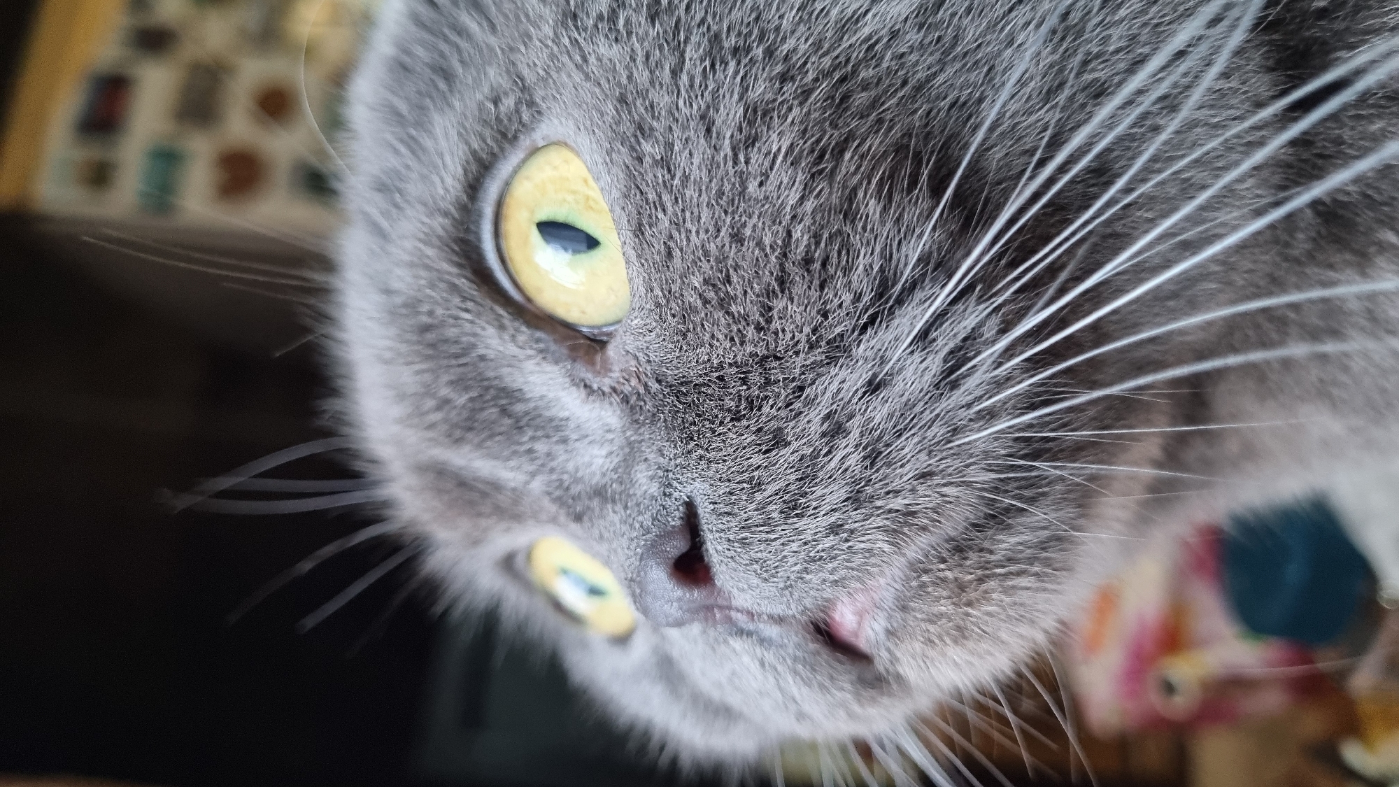 This is a close-up, low-angle, full-body shot of a grey cat with bright yellow eyes, looking upwards. The cat's fur is short and appears dense. Its eyes are wide open, with a slit pupil visible in the right eye. The cat's nose is a dark pinkish-brown. The background is blurred and out of focus, but appears to be indoors with hints of colorful objects. There are no humans present in the image. This image does not depict any location in Vysokoe, Russia.